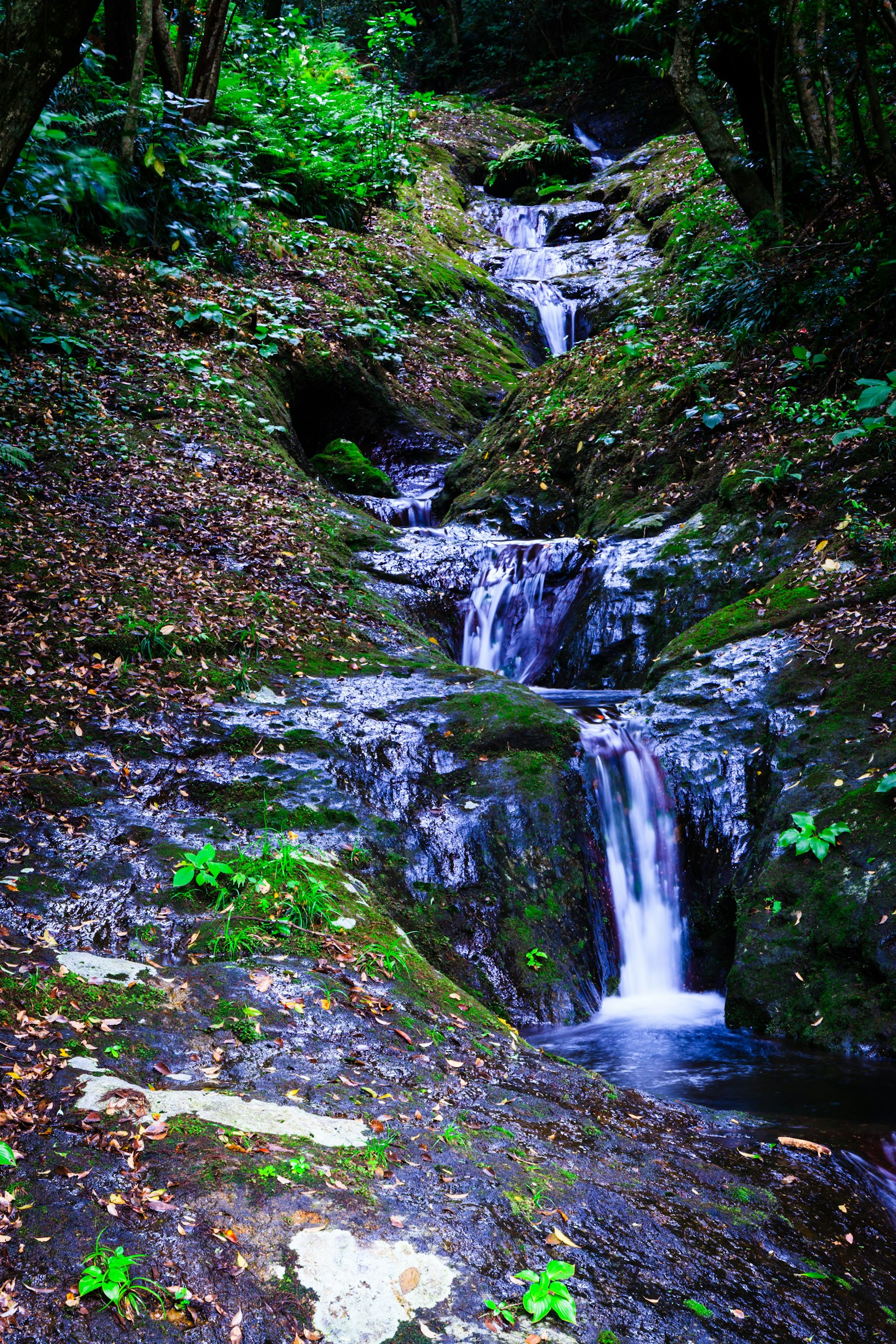 A serene landscape featuring a small waterfall surrounded by lush greenery