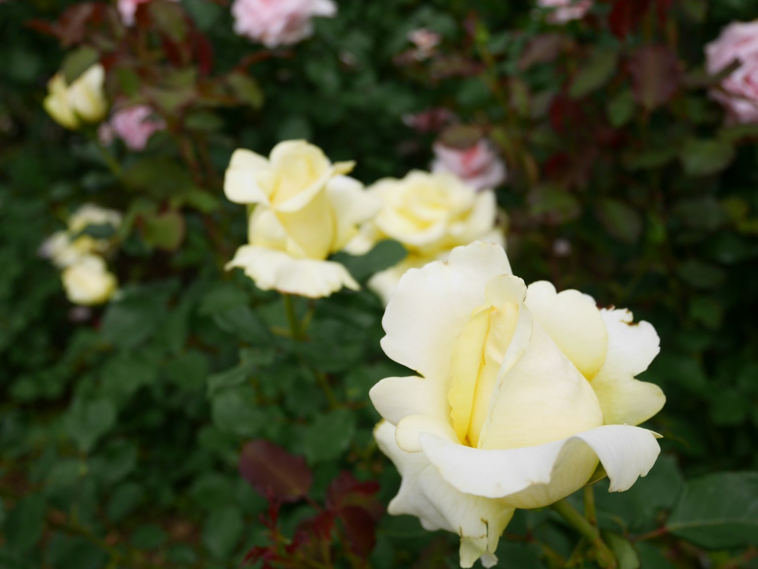 Gelbe Rosen blühen mit rosa Rosen im Hintergrund