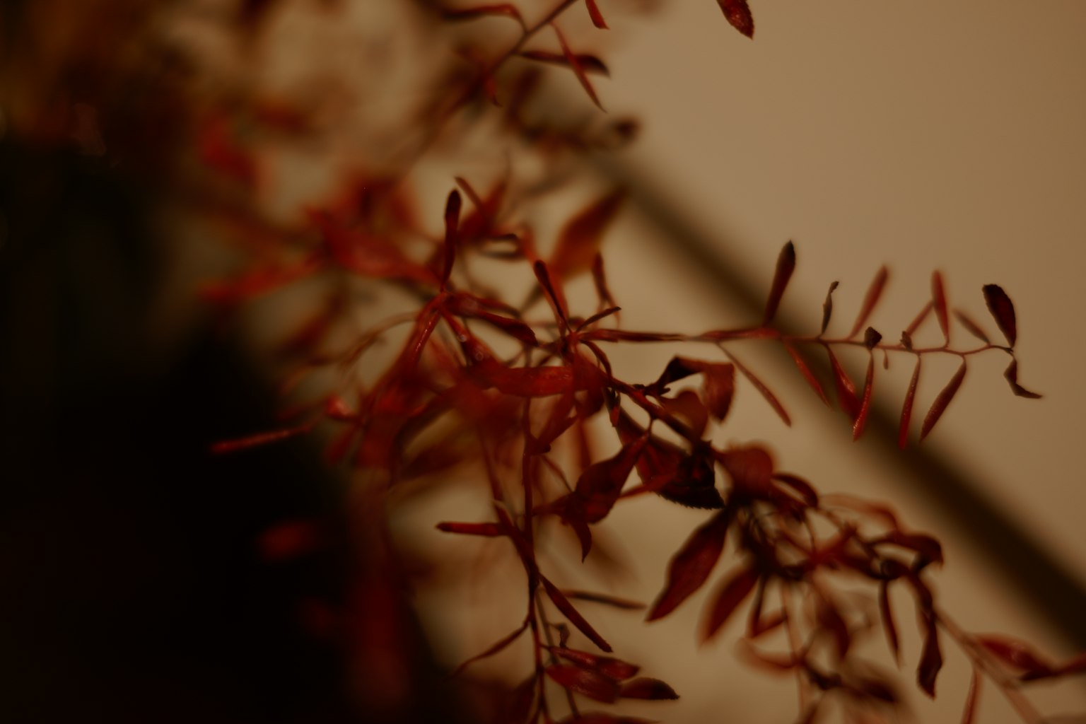 Primo piano di foglie rosse delicate illuminate dolcemente