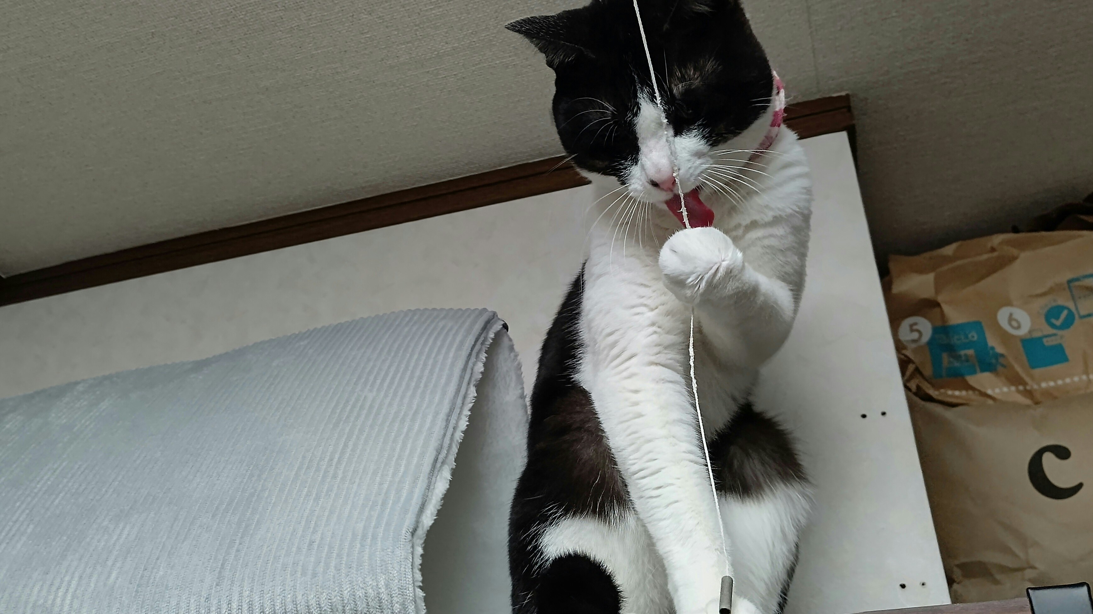 猫が爪とぎの上で立ち上がっている室内の様子