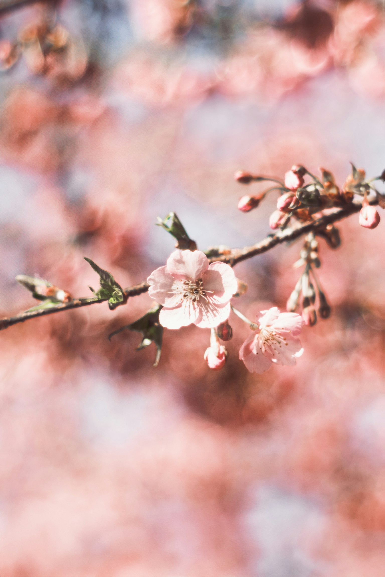 Close-up of cherry blossom flowers on a branch soft pink background