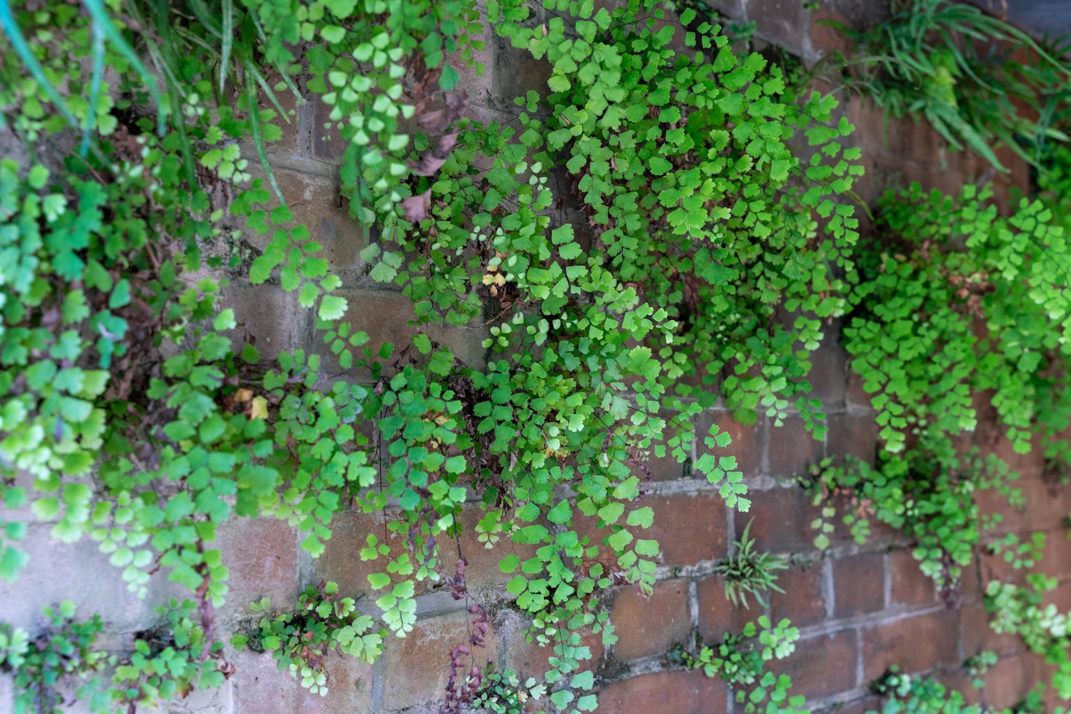 Lush green leaves growing on a brick wall
