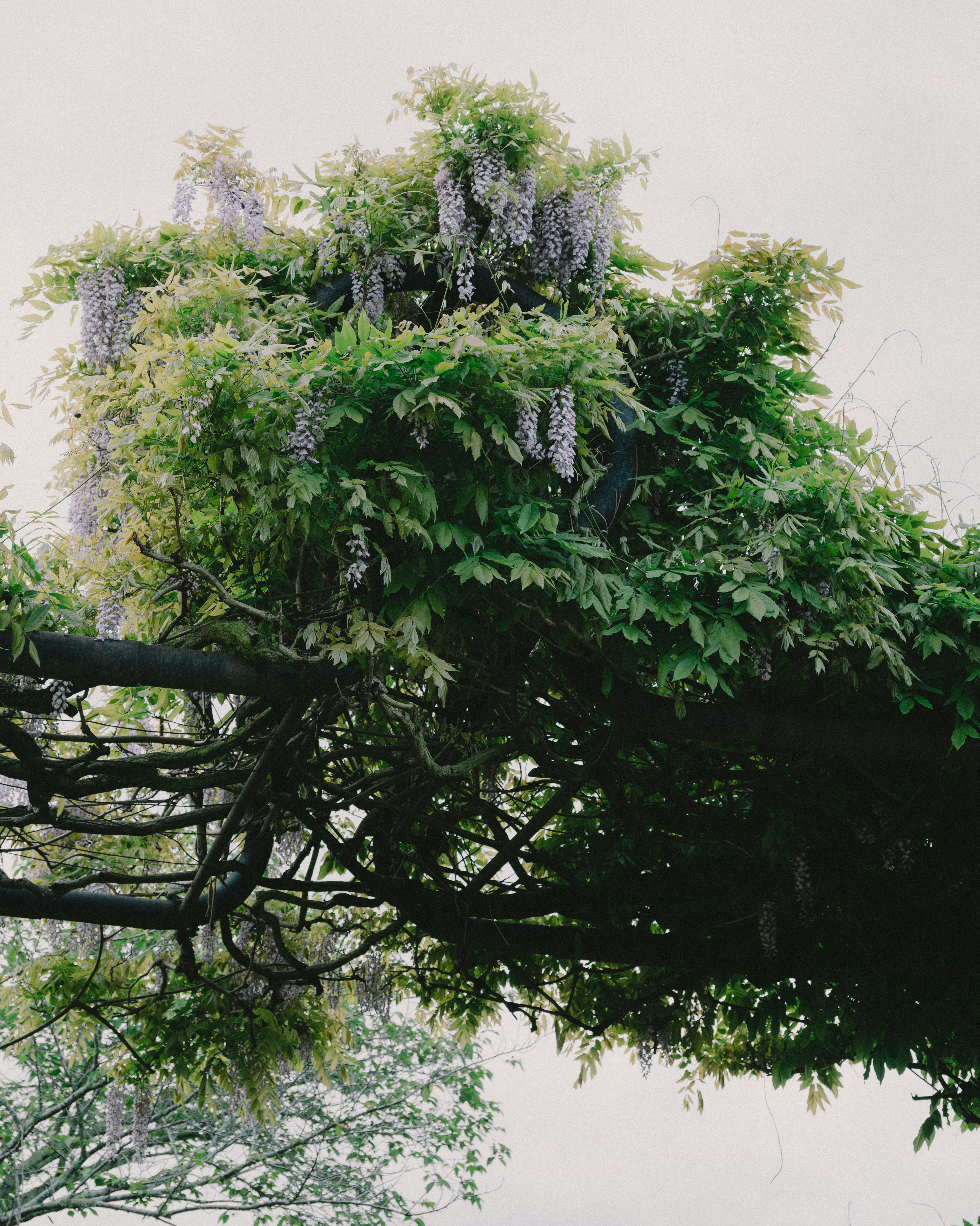 木の枝に咲く藤のような花房と青々とした葉のクローズアップ