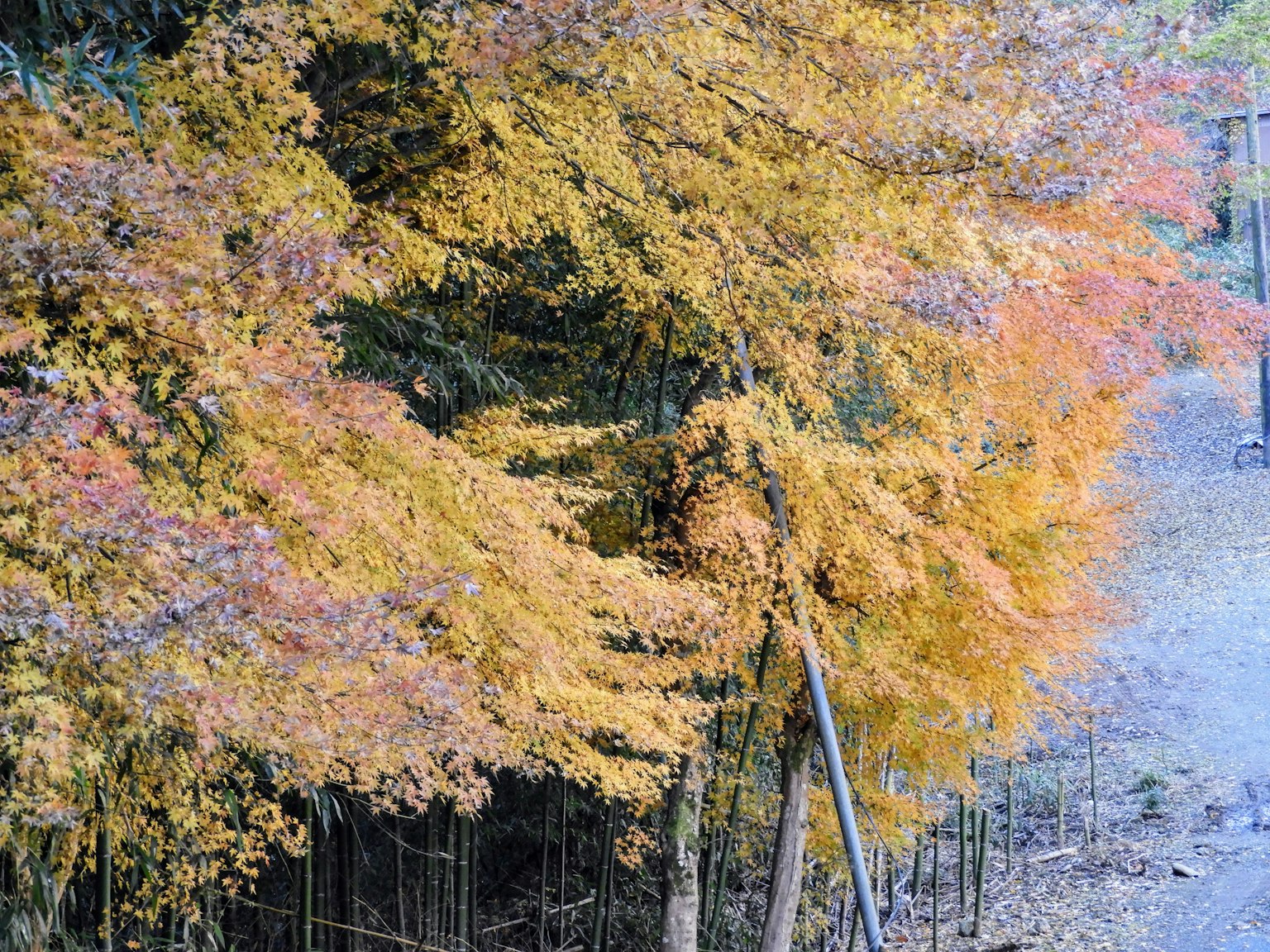 Follaje de otoño vibrante con hojas coloridas en los árboles