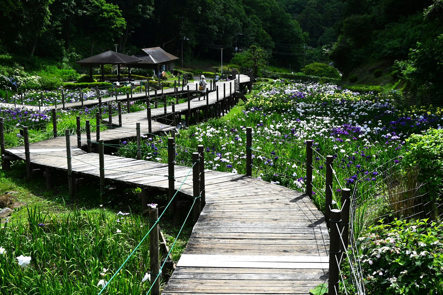 Sentiero in legno curvo circondato da fiori vibranti in un giardino lussureggiante