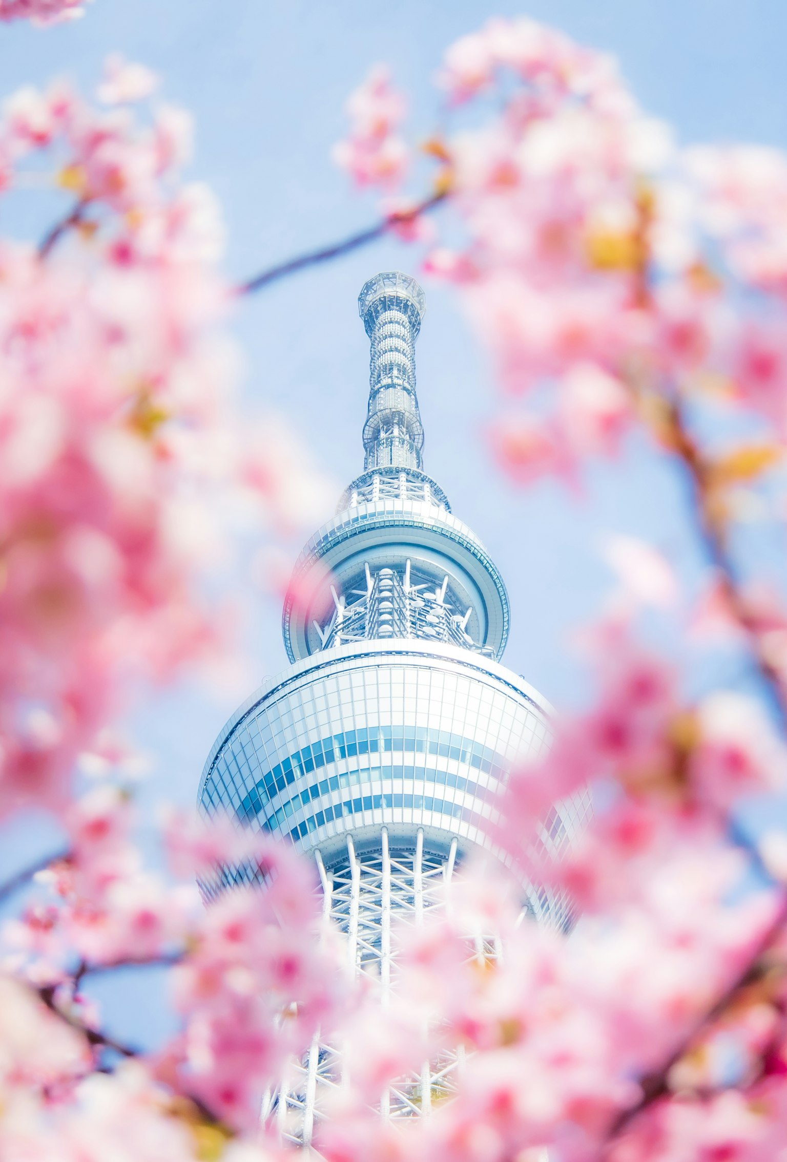 美麗的東京晴空塔被櫻花環繞