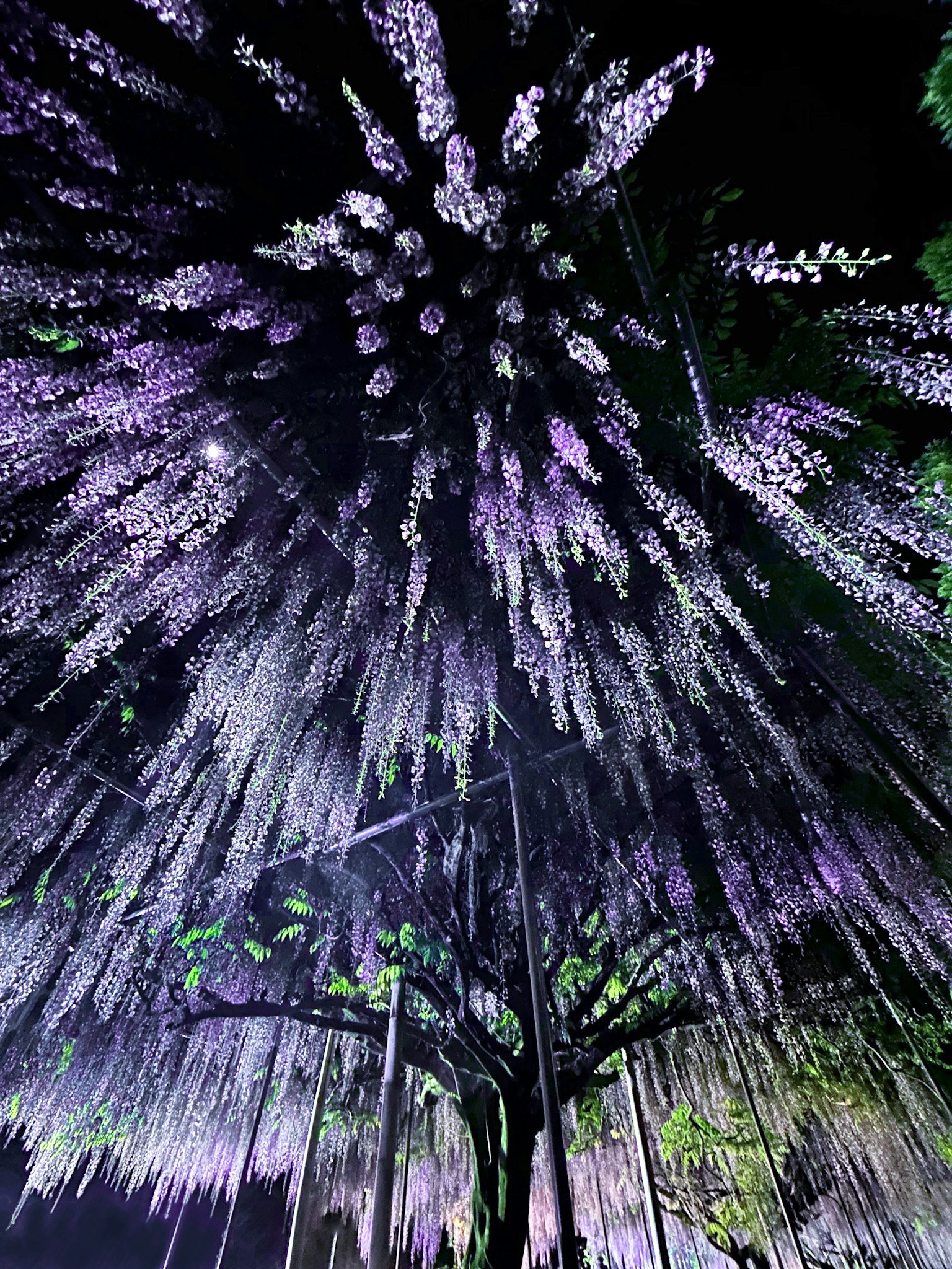 Kanopi bunga wisteria ungu di langit malam
