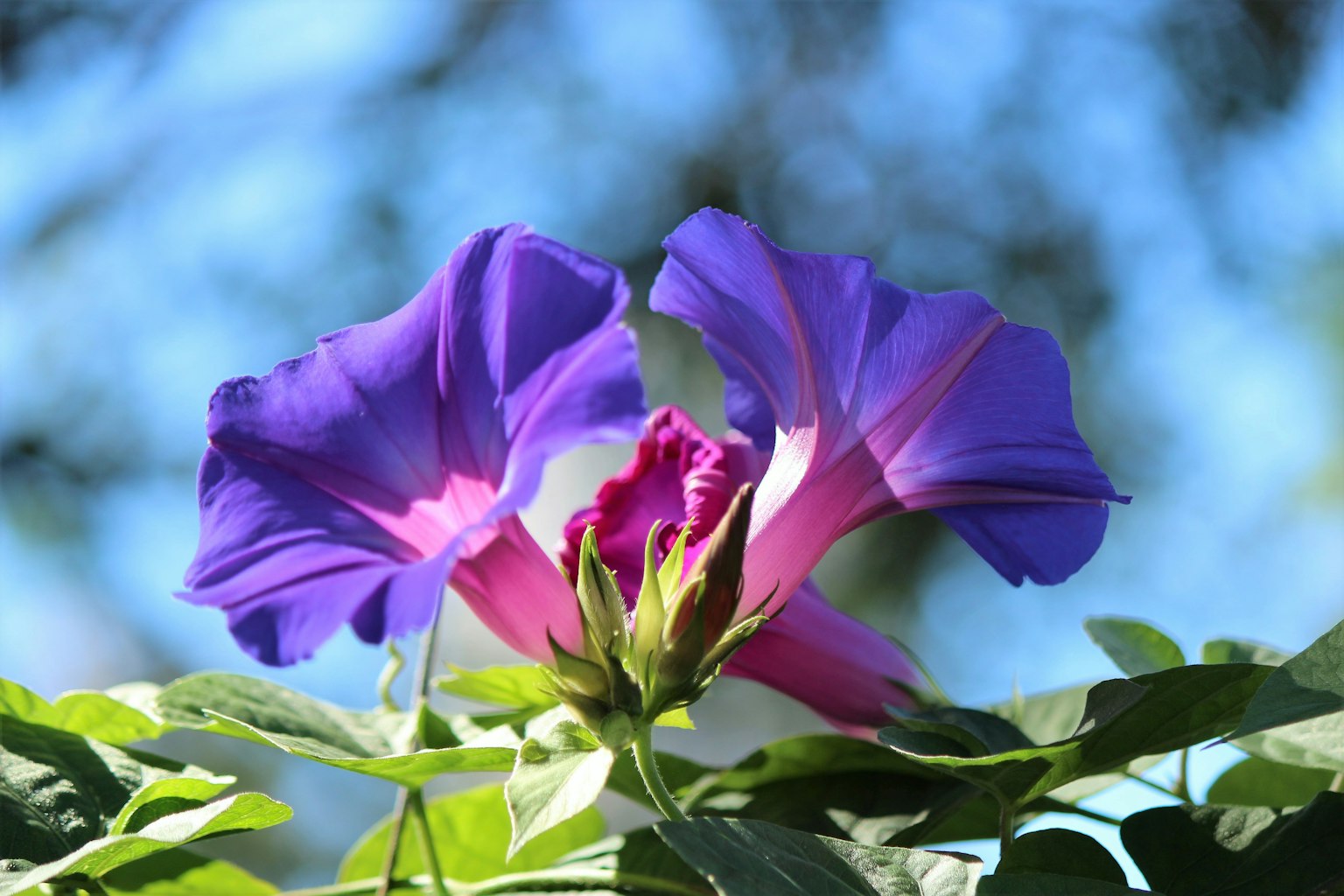 Lebendige lila Blumen blühen vor blauem Himmel