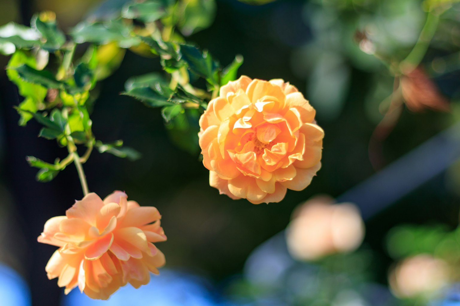 Lebendige orange Blumen blühen an Zweigen