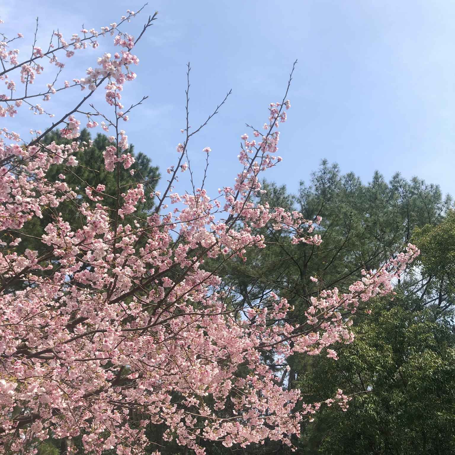 Fiori di ciliegio che sbocciano sotto un cielo blu con alberi verdi