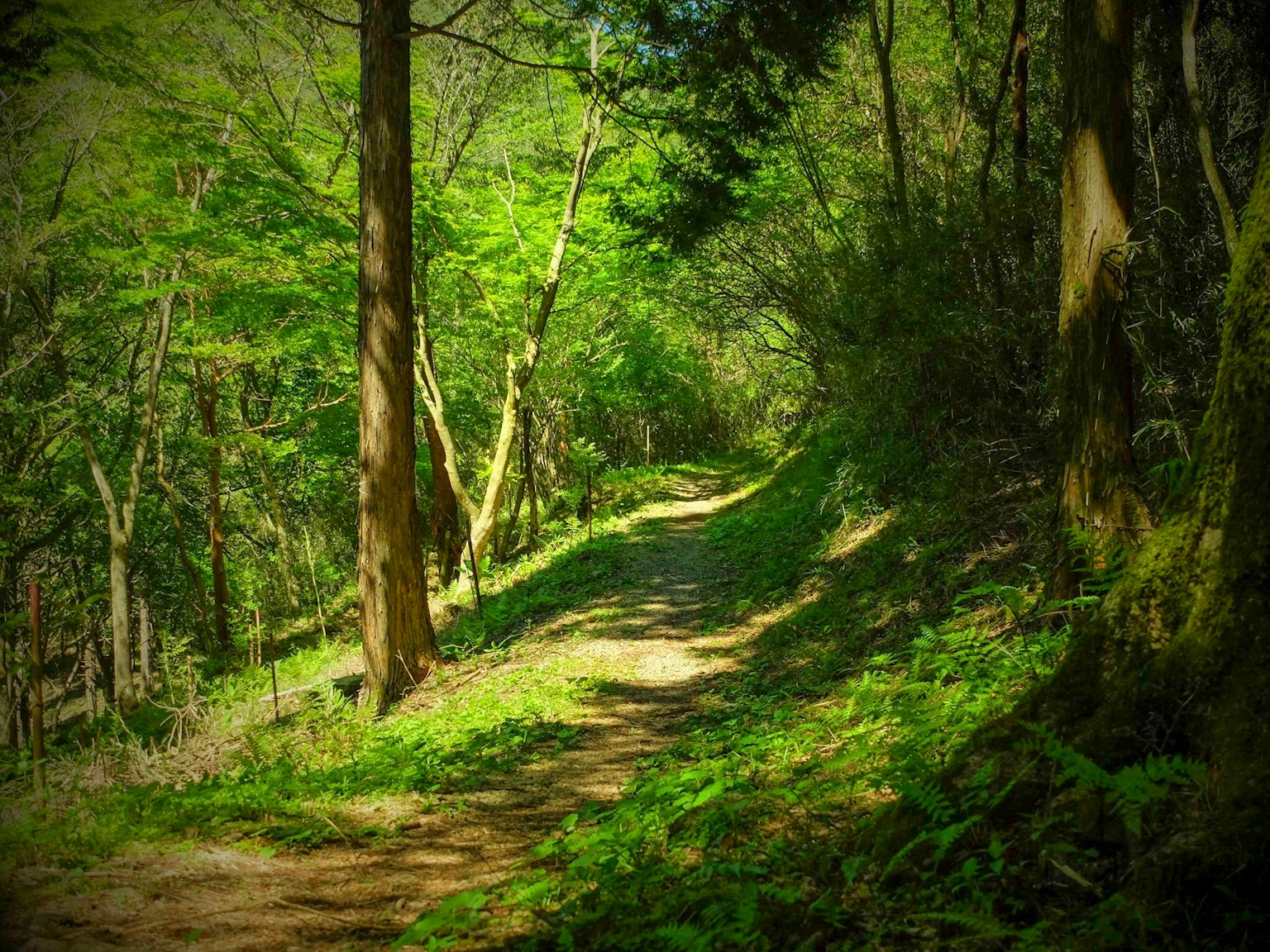 A winding path through a lush green forest