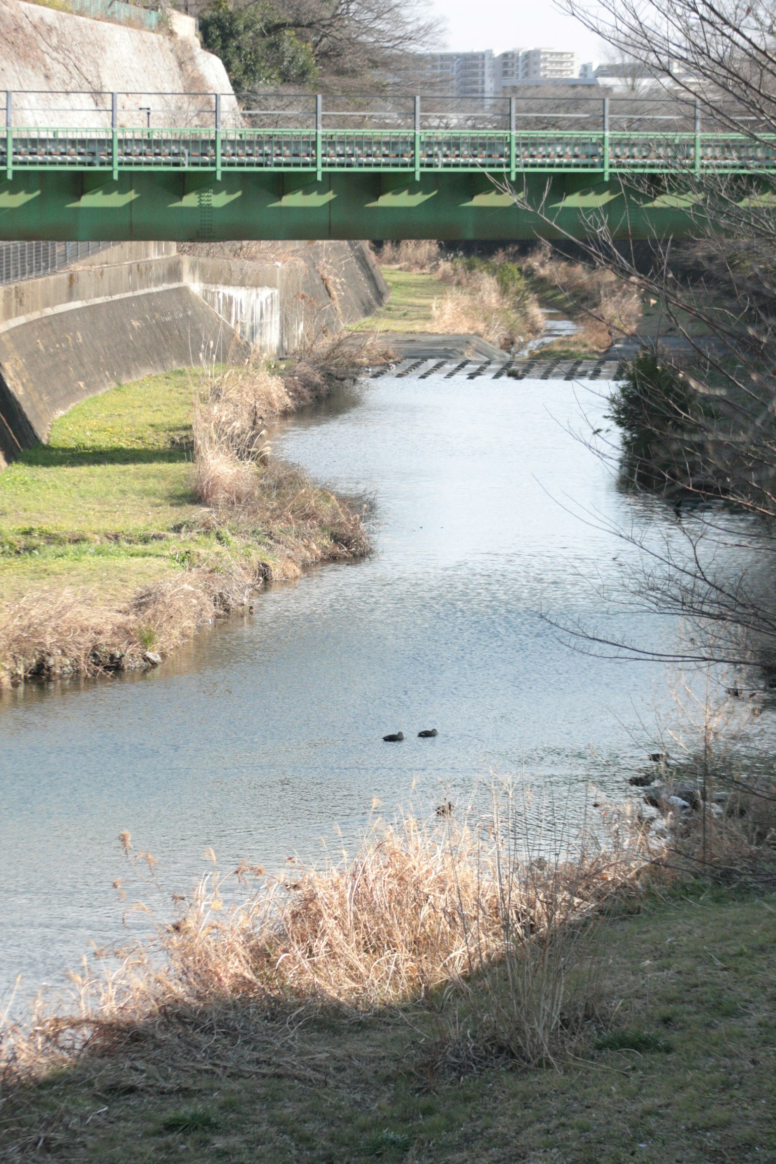 Una escena de río tranquila con un puente verde arriba rodeado de hierba seca y vegetación verde