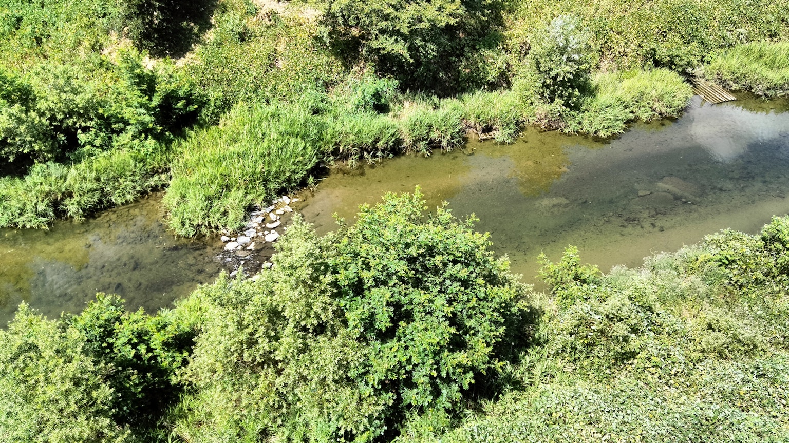 被郁郁蔥蔥的綠色環繞的寧靜河流風景
