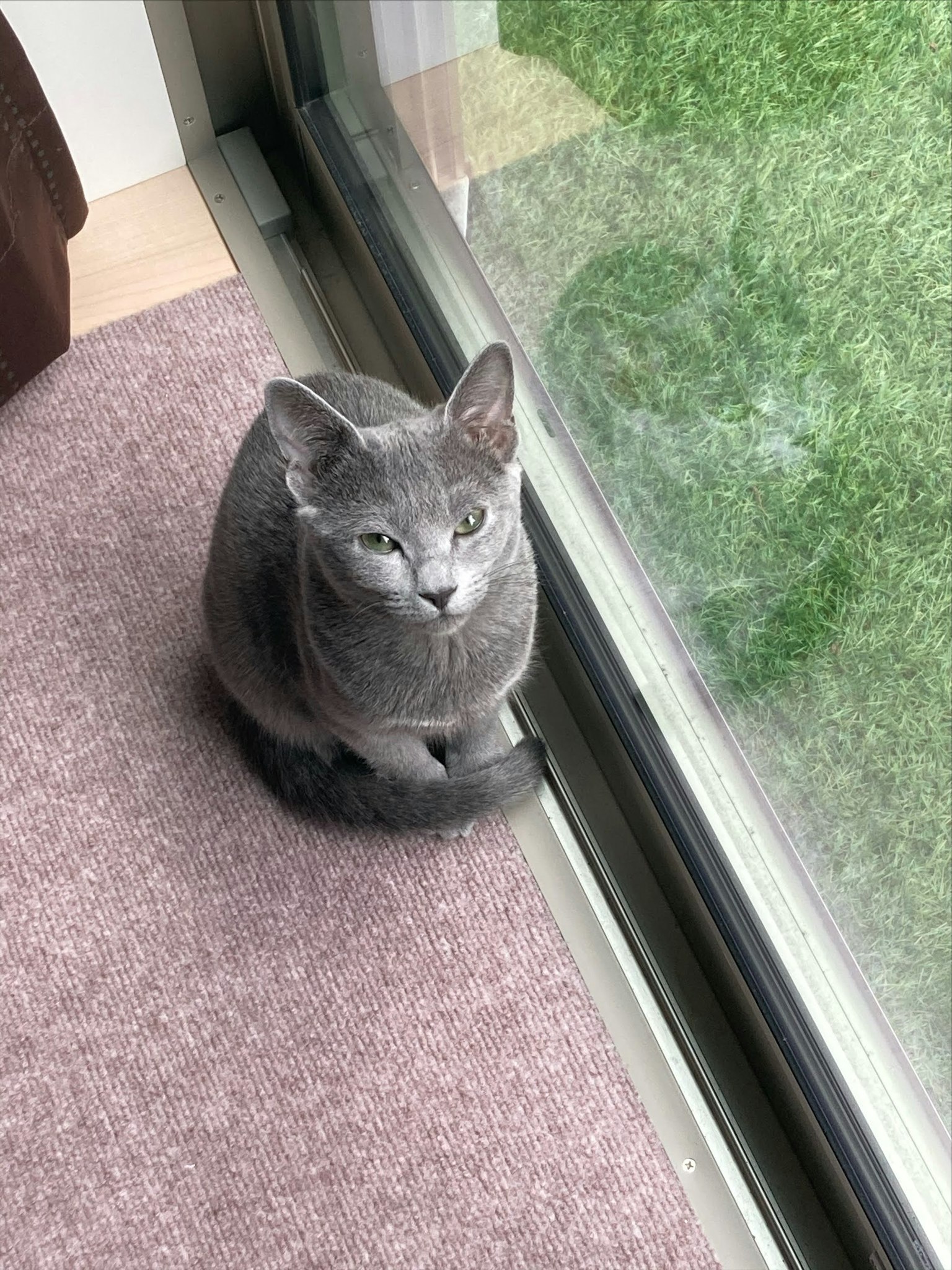 窗边坐着的灰色猫