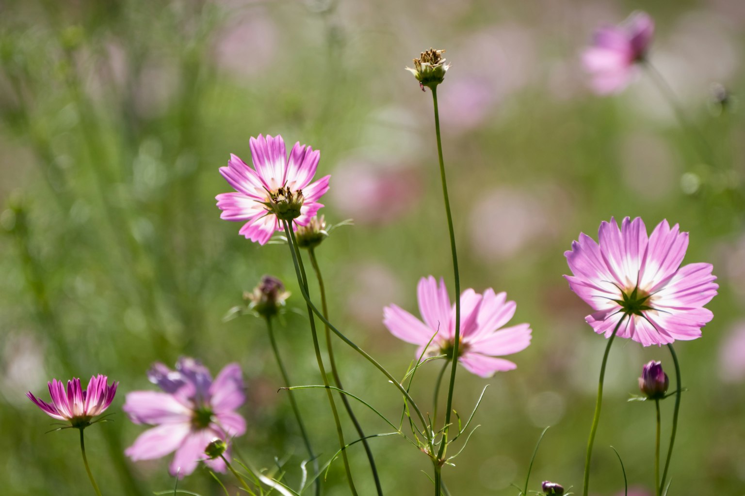 Campo de flores rosas con pétalos delicados