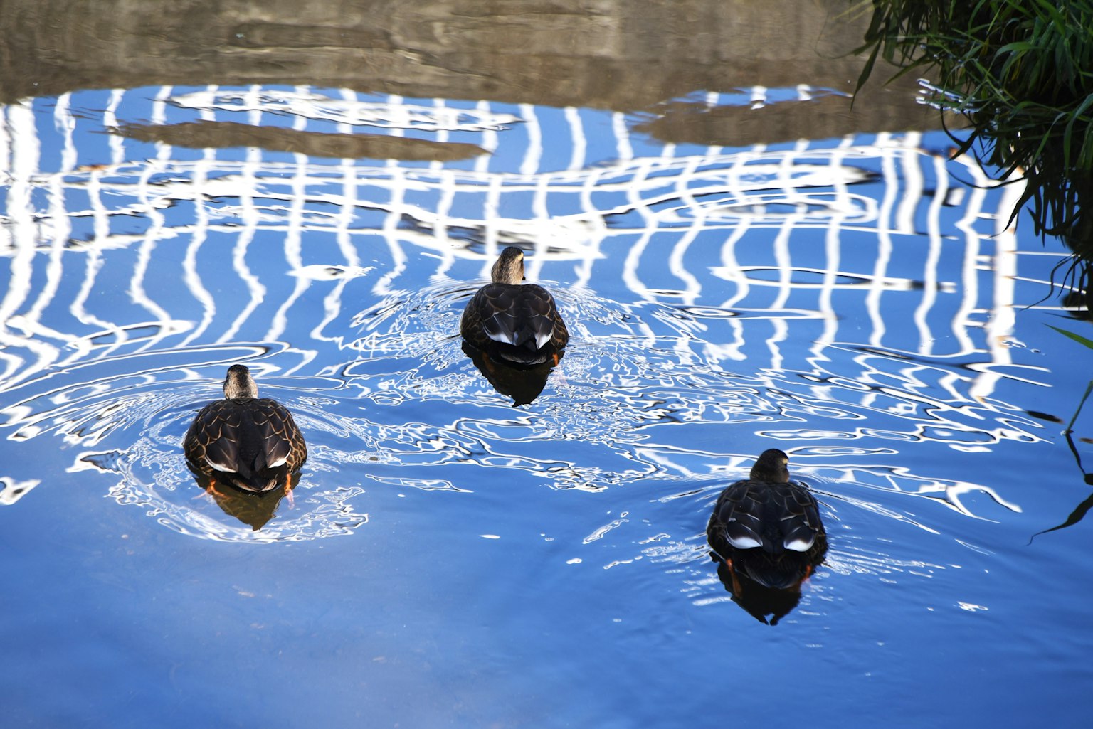 Tres patos nadando en una superficie de agua azul reflectante
