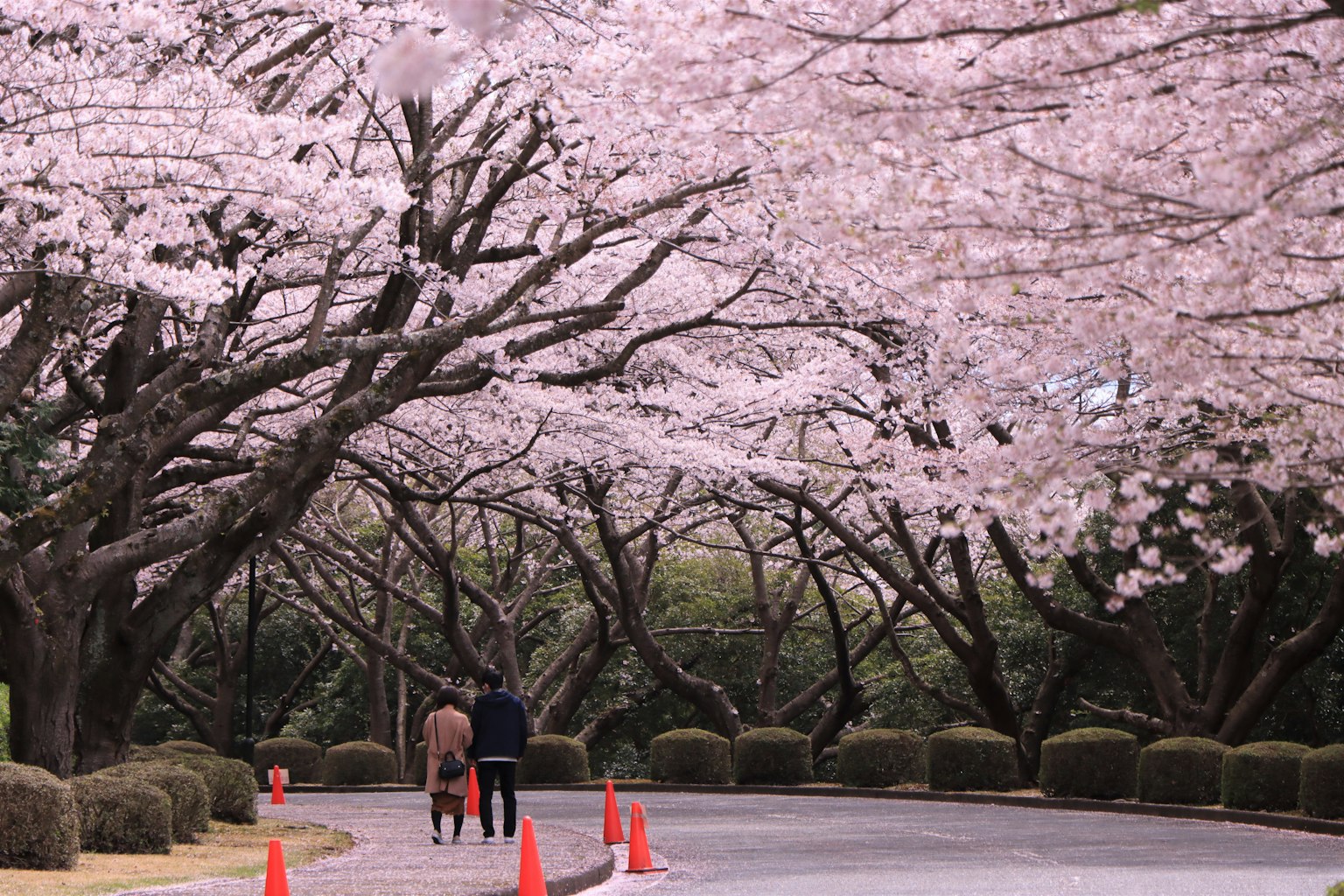 Paar, das entlang eines mit Kirschblütenbäumen und orangefarbenen Kegeln gesäumten Weges geht