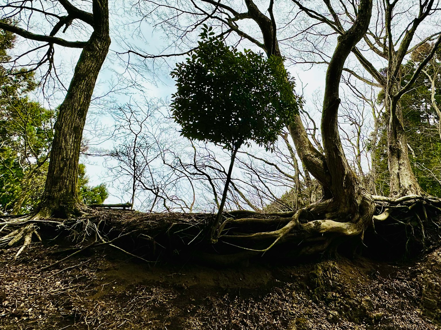 Freiliegende Wurzeln von Bäumen mit einem grünen Baum und bewölktem Himmel