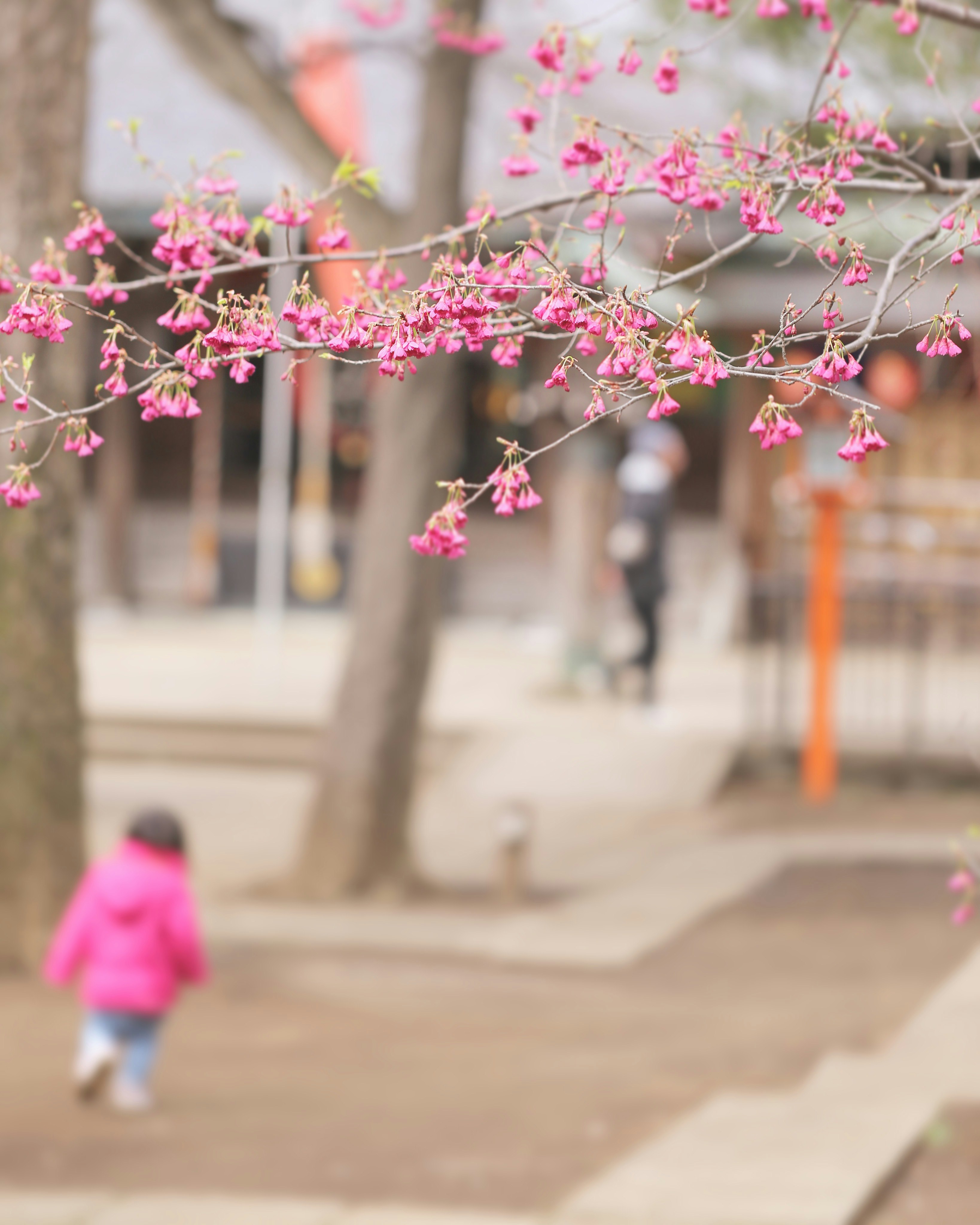 桃色の花が枝に咲く並木道の春景色