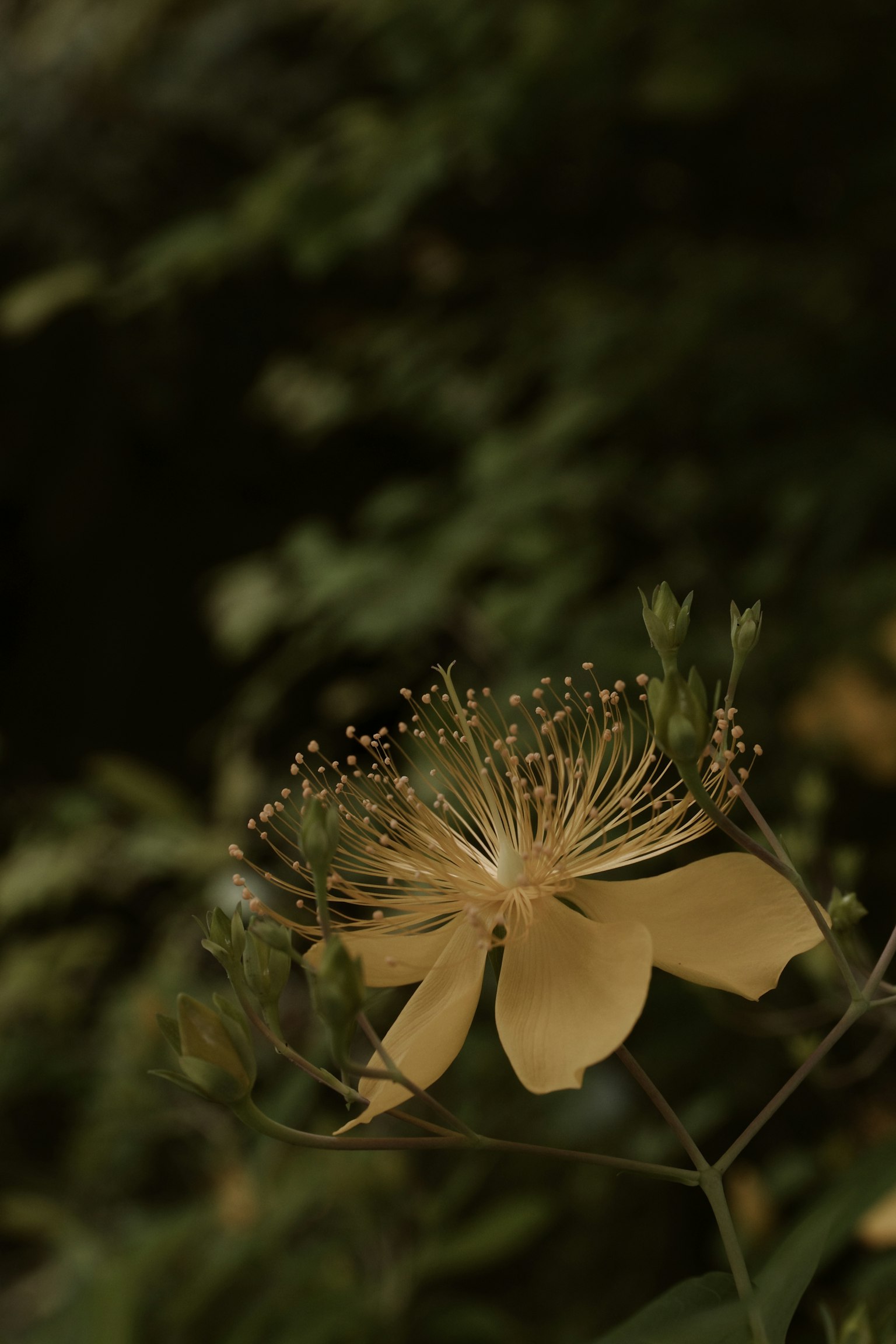 어두운 배경에 있는 노란 꽃의 클로즈업