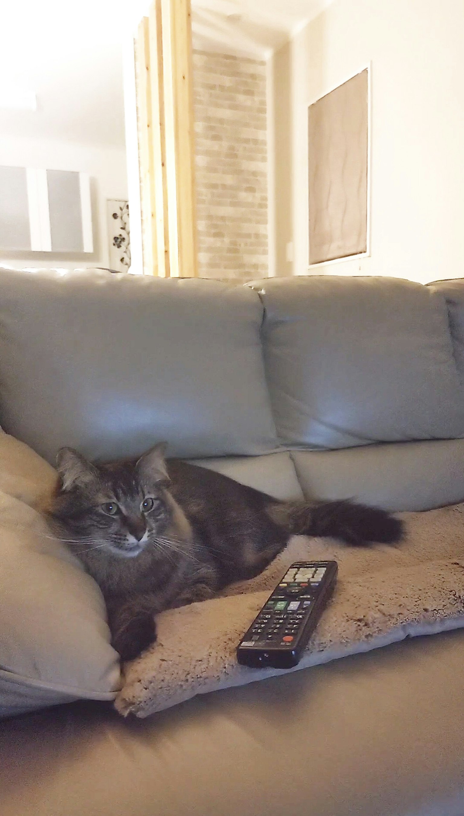 Kucing bersantai di sofa dengan remote
