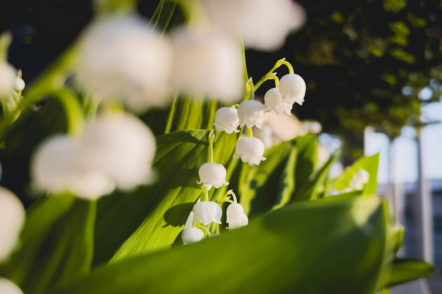 Escena suave con flores blancas de lirio de los valles y hojas verdes