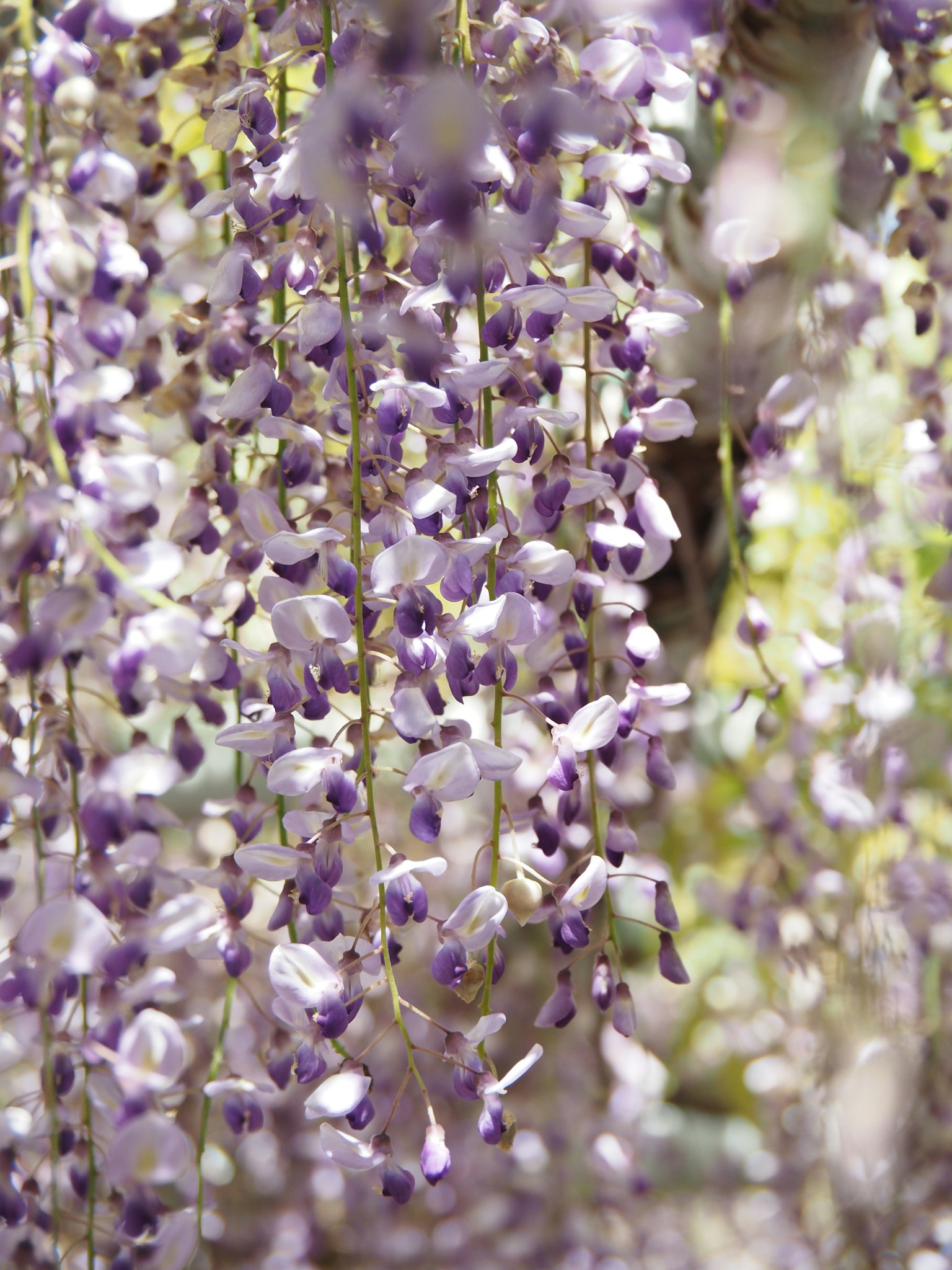Bella scena di fiori di glicine viola a cascata