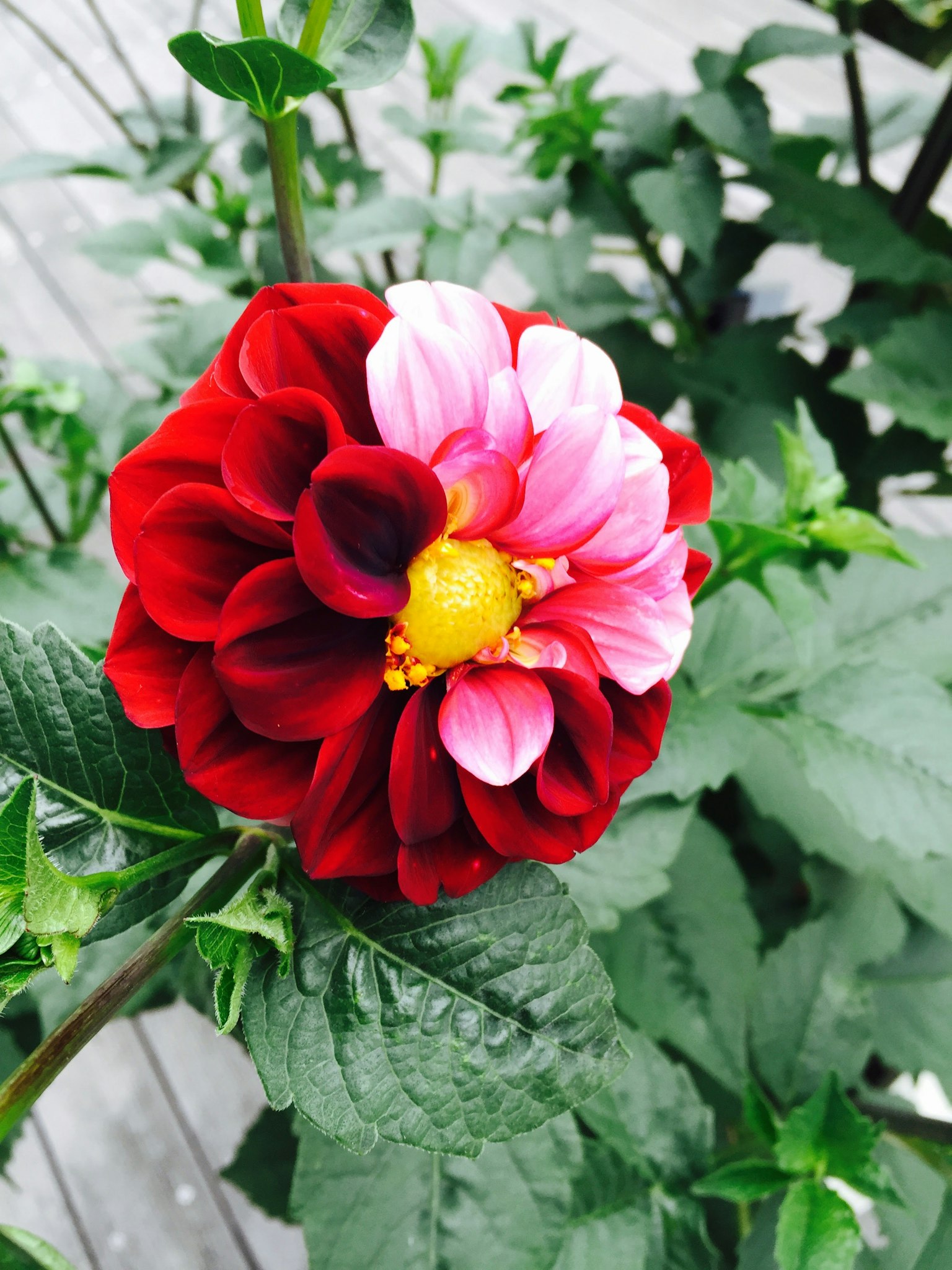 Dahlienblüte mit roten und rosa Blütenblättern, die zwischen grünen Blättern blüht