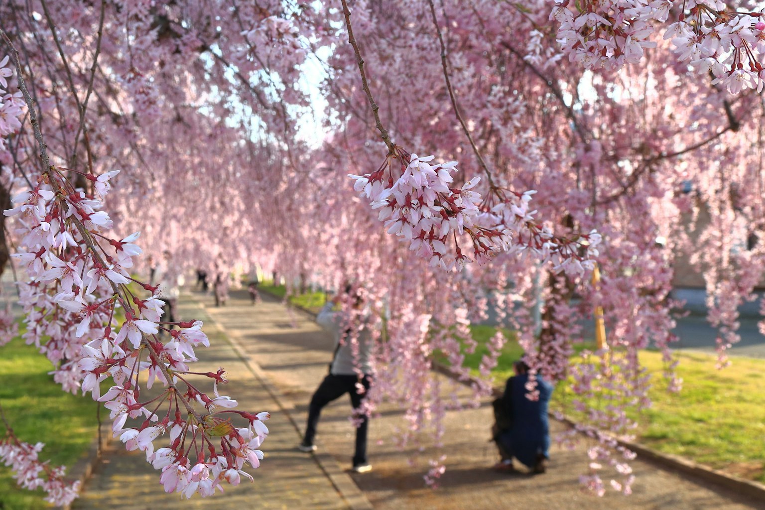 Menschen genießen die Schönheit der Kirschblüten mit rosa Blumen