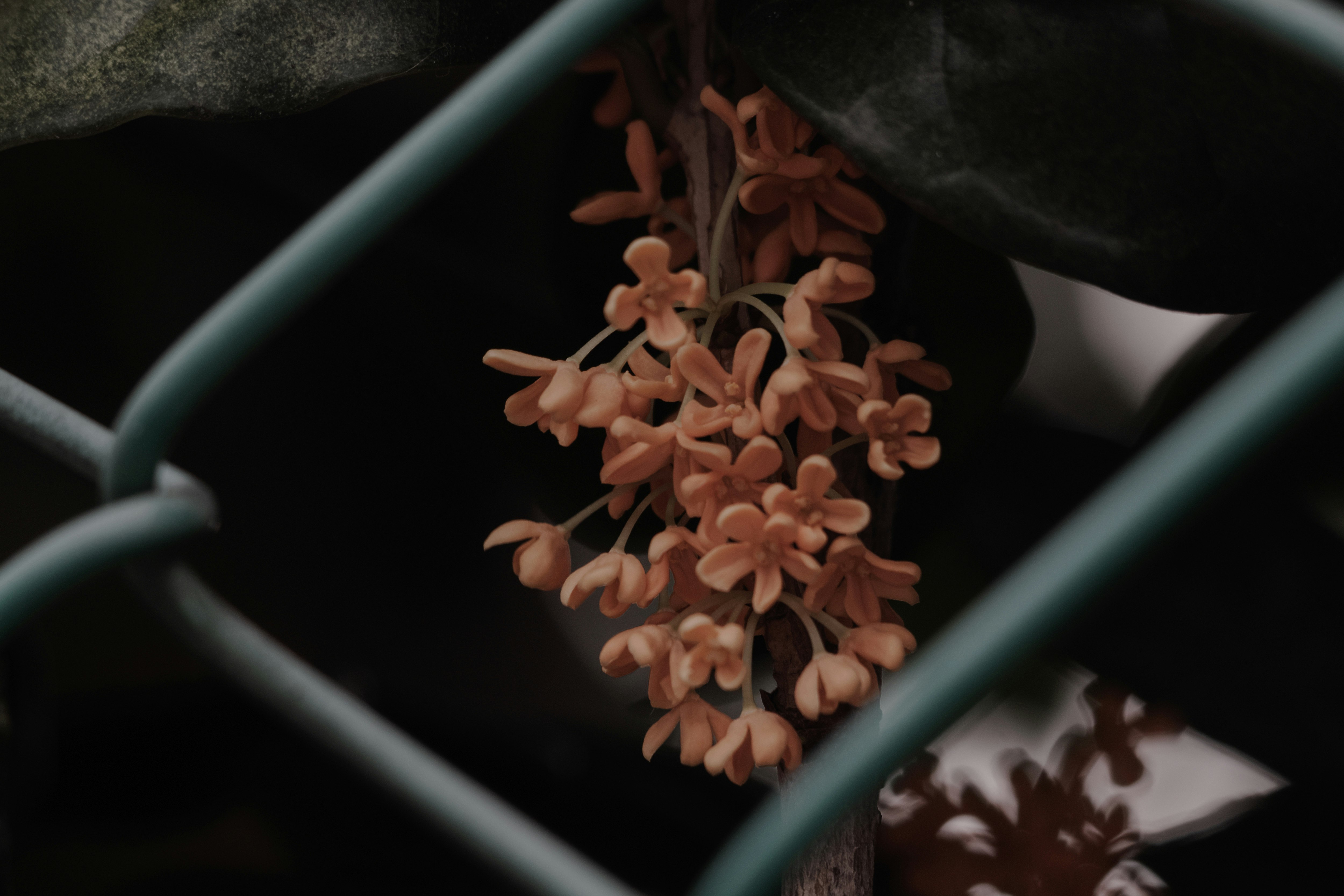 フェンス越しに見える金木犀の花
