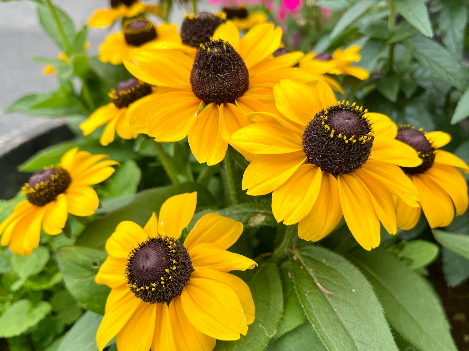 Close-up of vibrant yellow flowers with dark centers