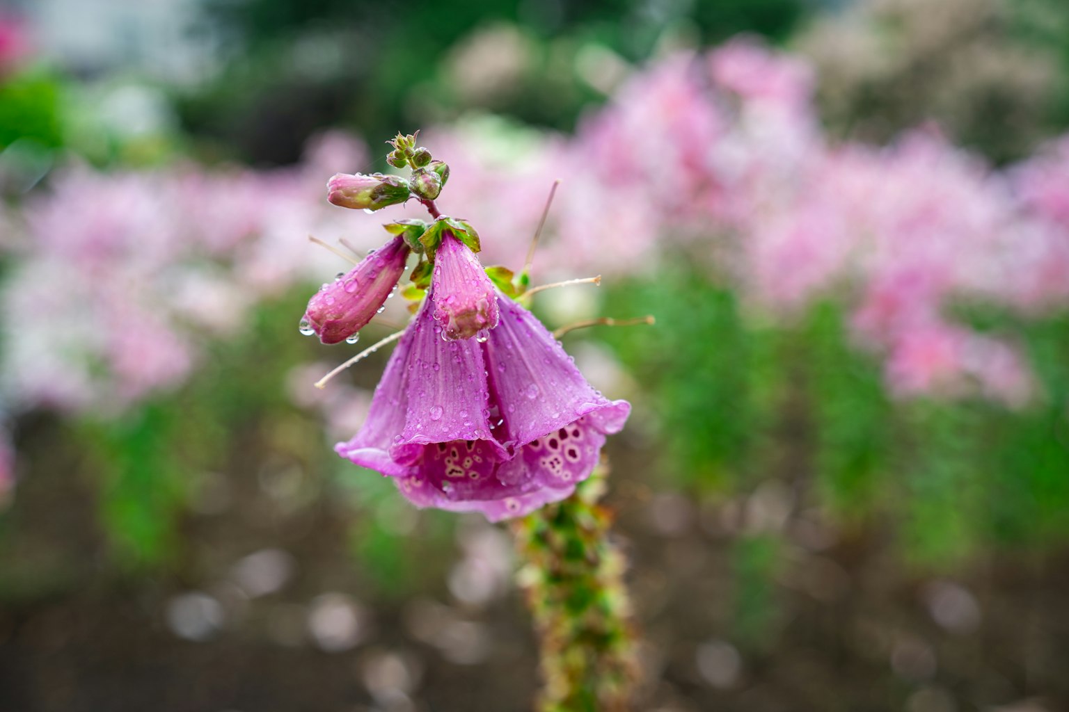 Cận cảnh bông hoa hồng với nền lá xanh mờ