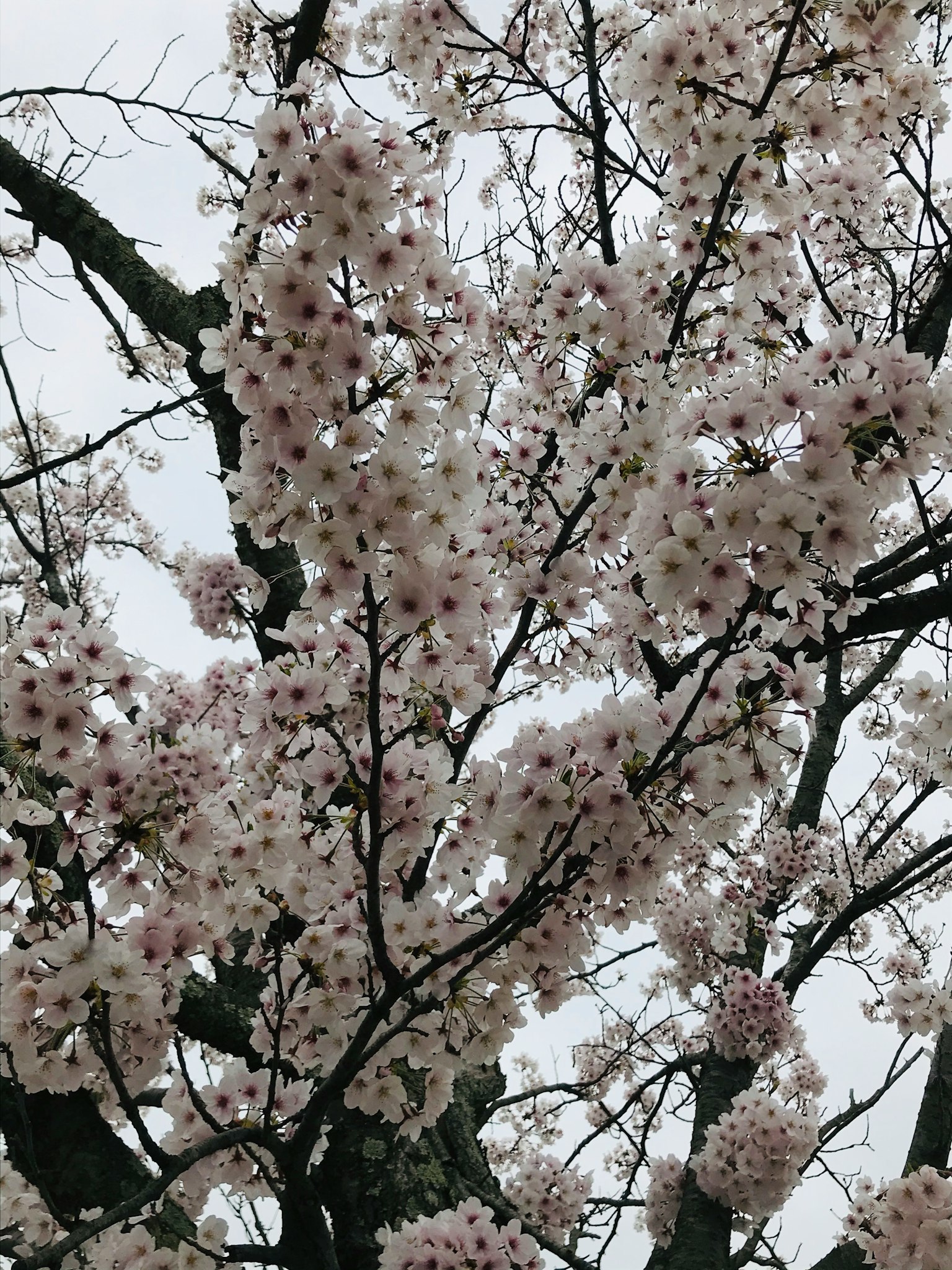 Kedekatan cabang bunga sakura dengan bunga merah muda