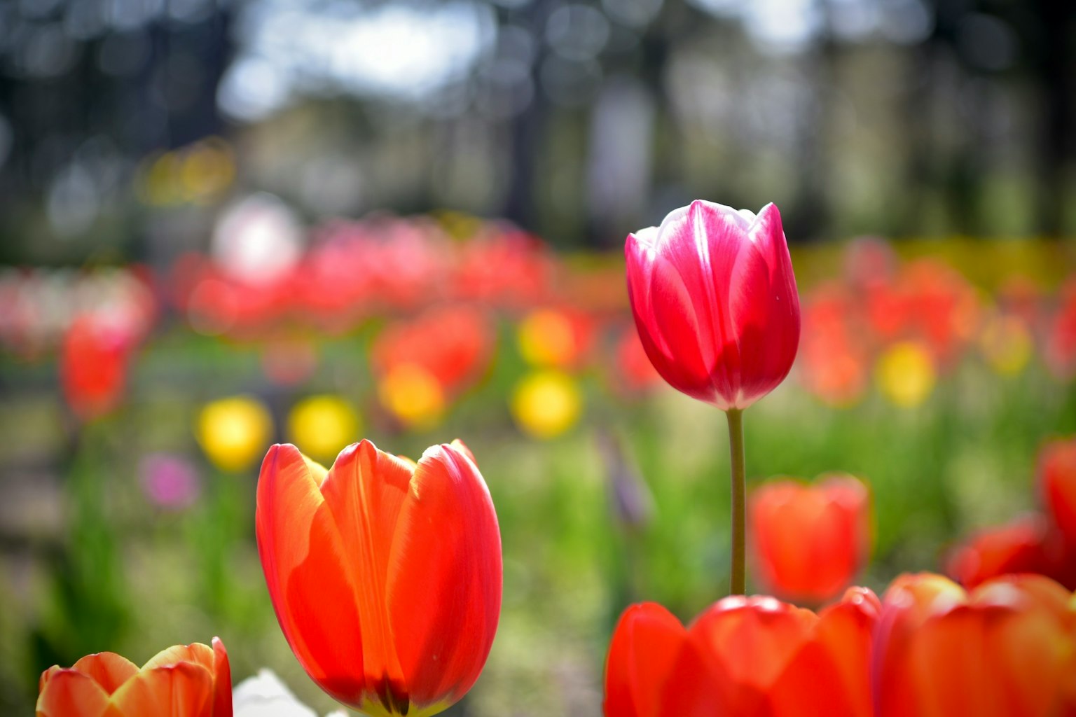 다채로운 튤립이 피어 있는 정원