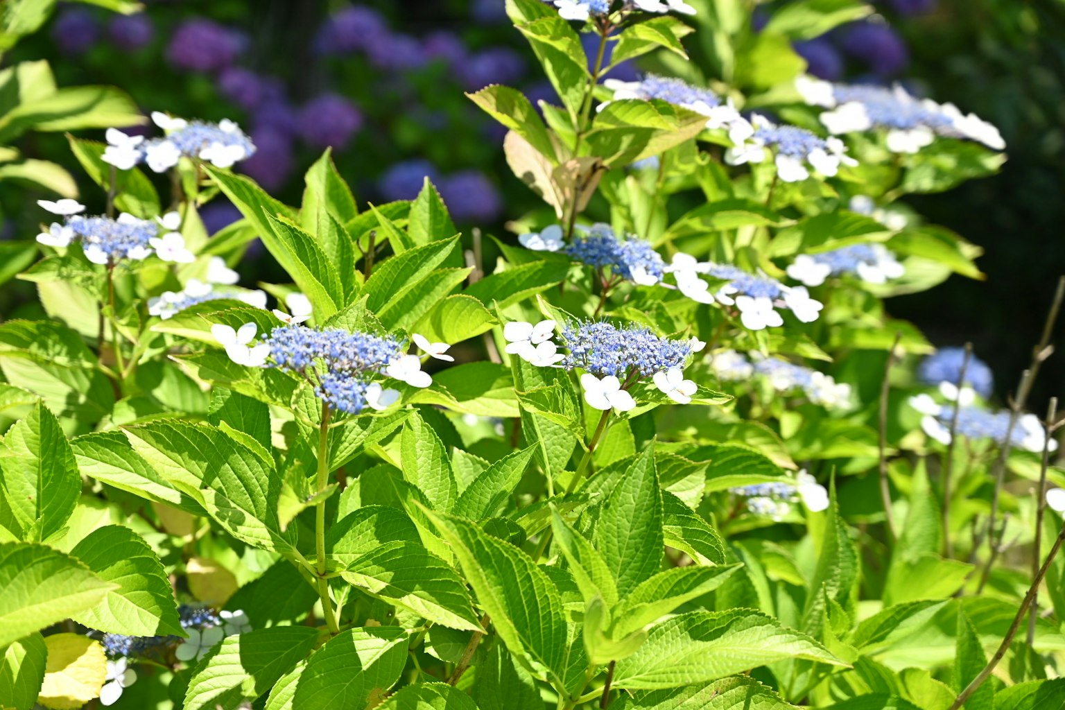 Gros plan de plantes avec des fleurs bleues et des feuilles vertes