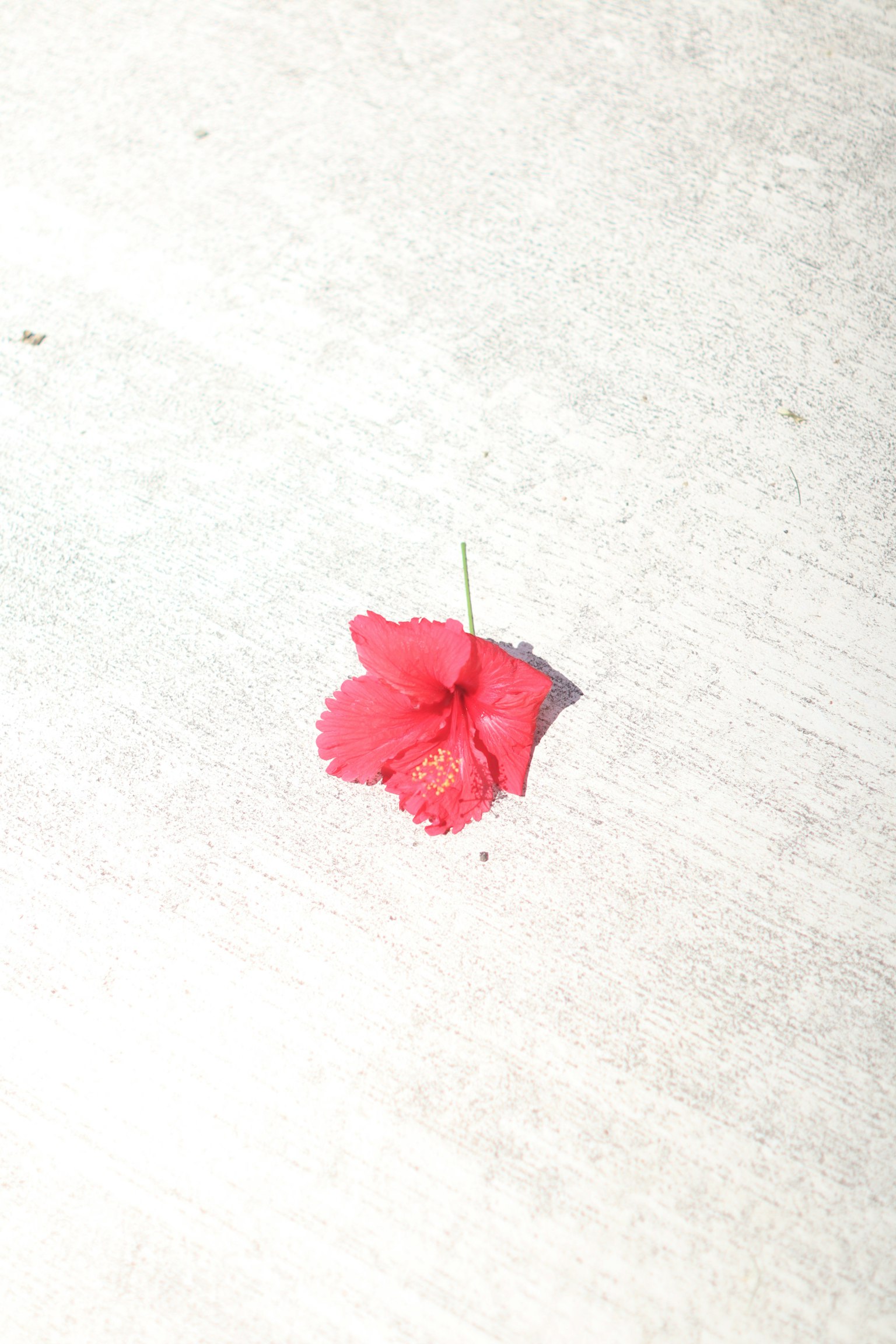 鮮やかな赤い花びらが白い地面に落ちている