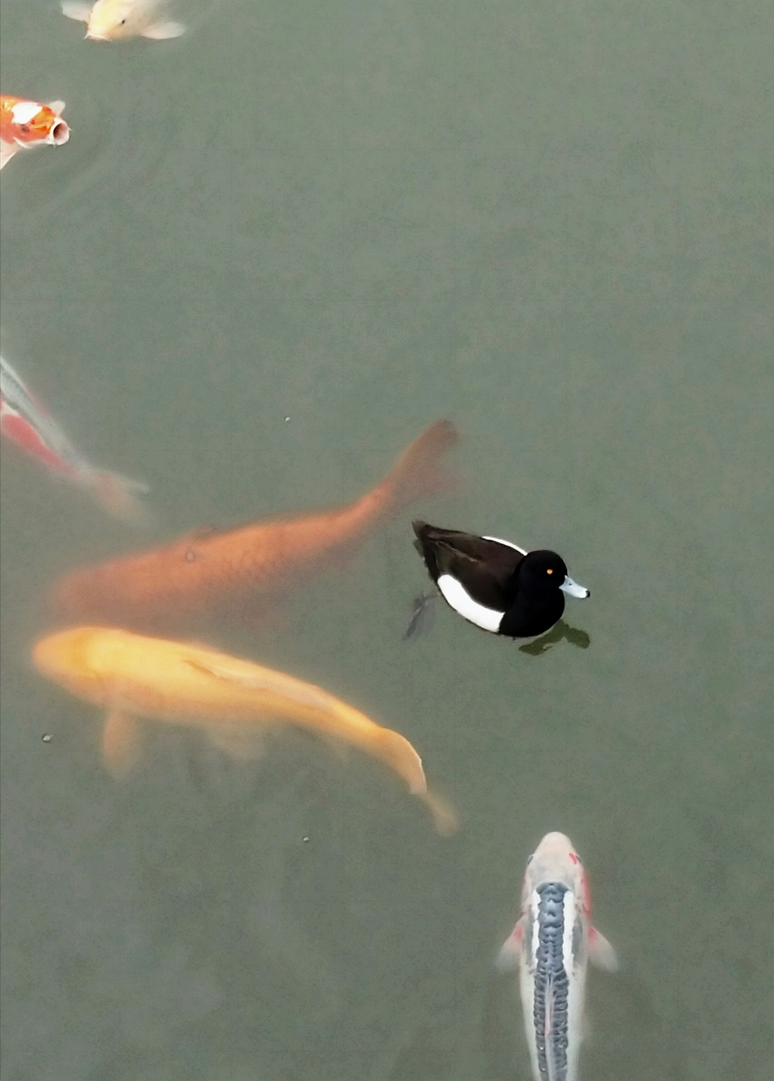 Ikan koi berwarna-warni dan bebek hitam mengapung di atas air