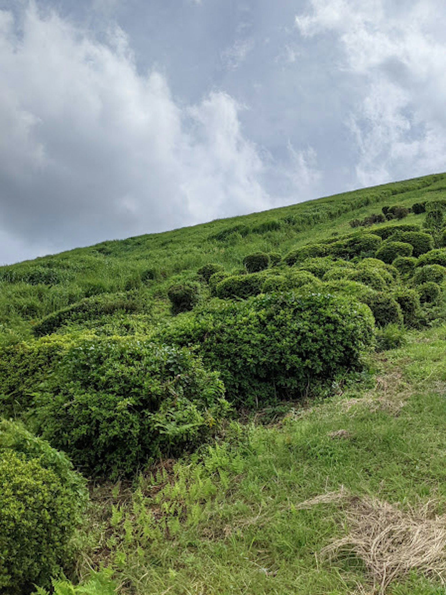 一座被郁郁蔥蔥的茶叢覆蓋的山坡，在多雲的天空下