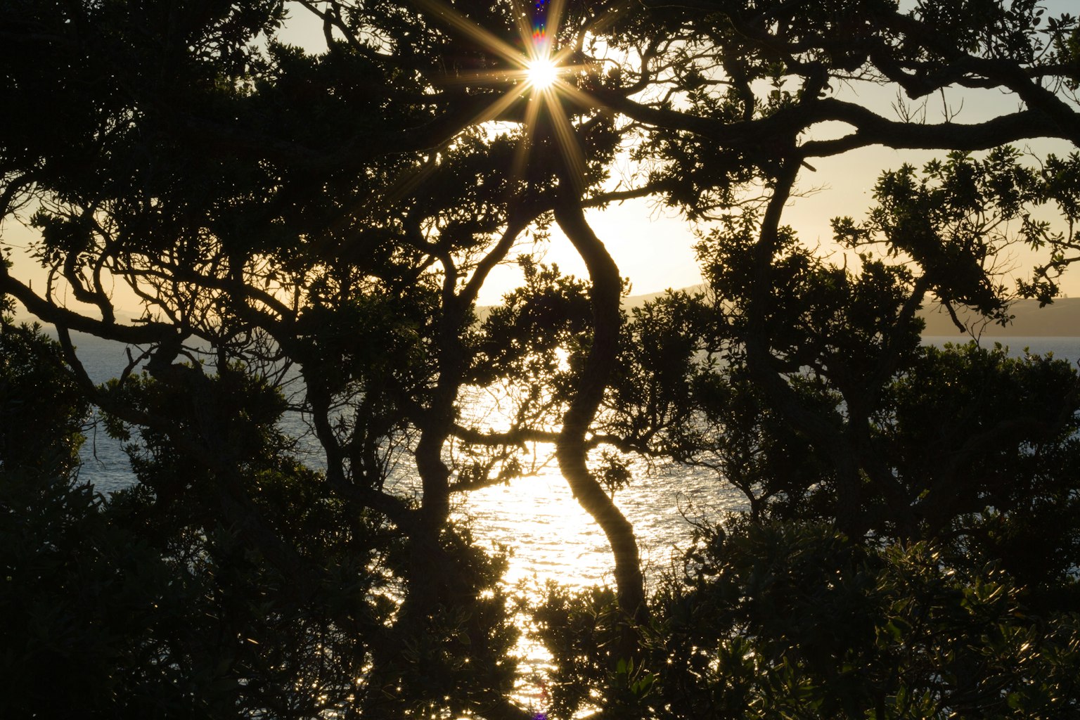 Sole che splende attraverso gli alberi su un mare luccicante
