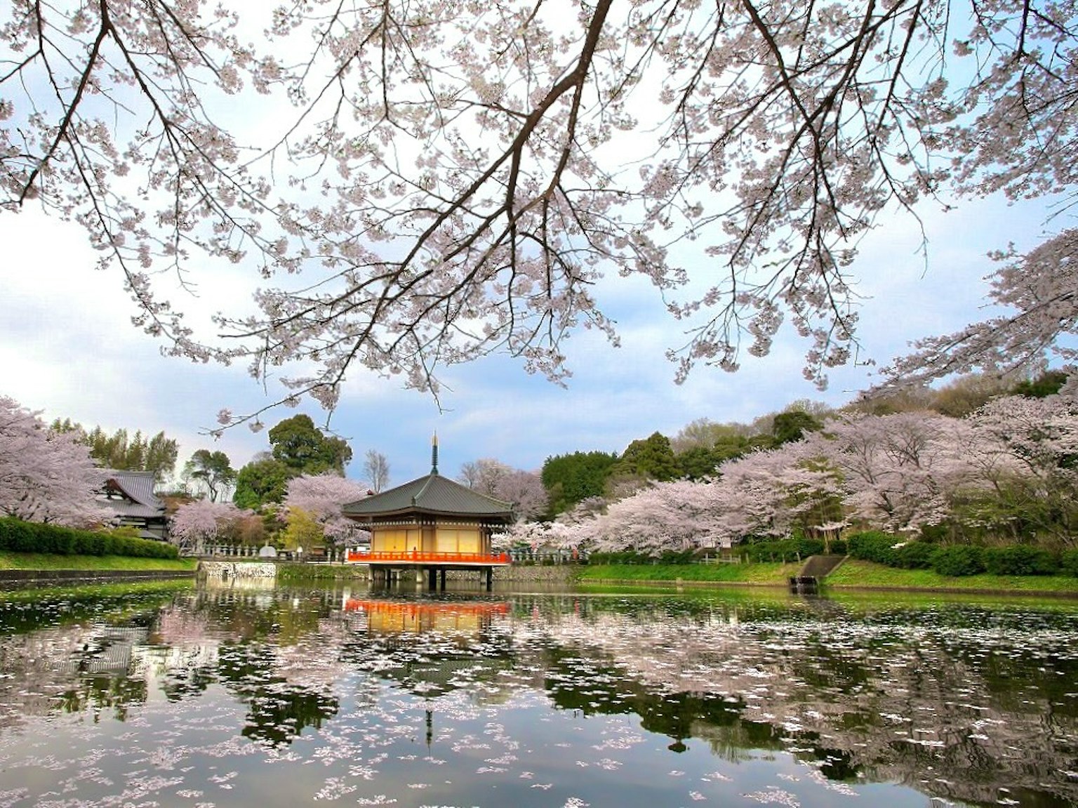 Kolam tenang dikelilingi pohon sakura dan bangunan tradisional Jepang