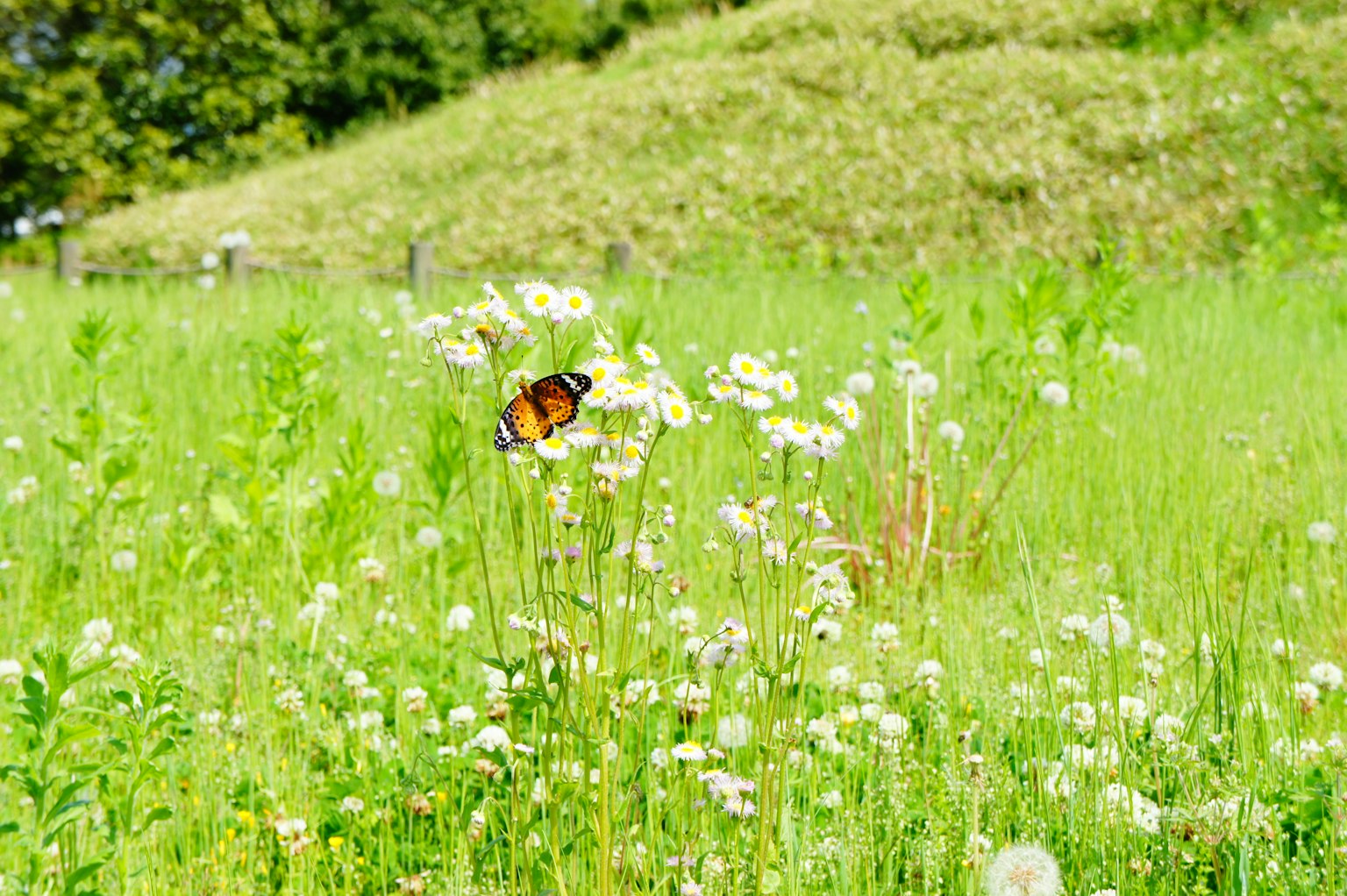 Una farfalla che svolazza tra fiori colorati in un prato verde