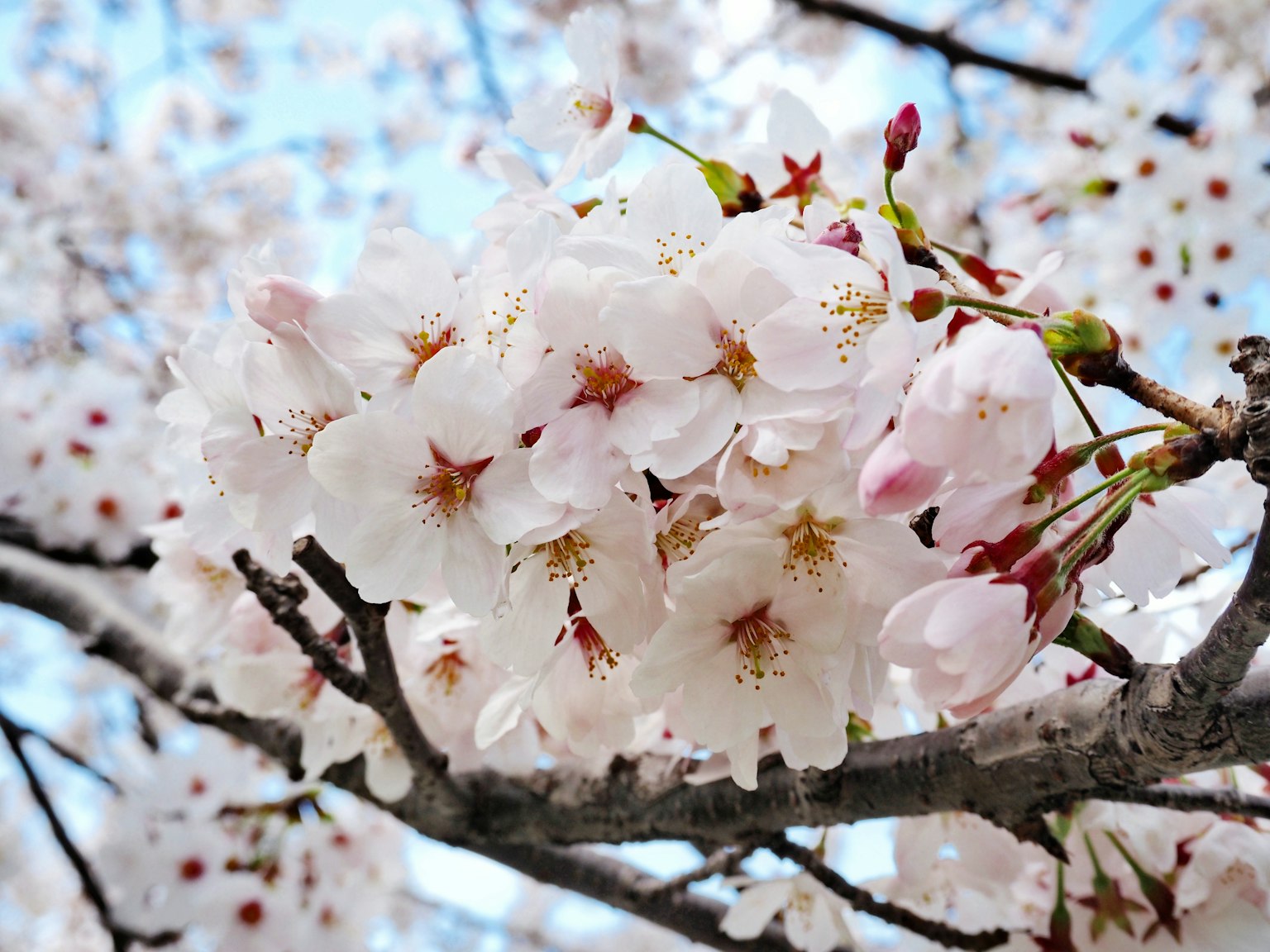 Close-up bunga sakura di cabang