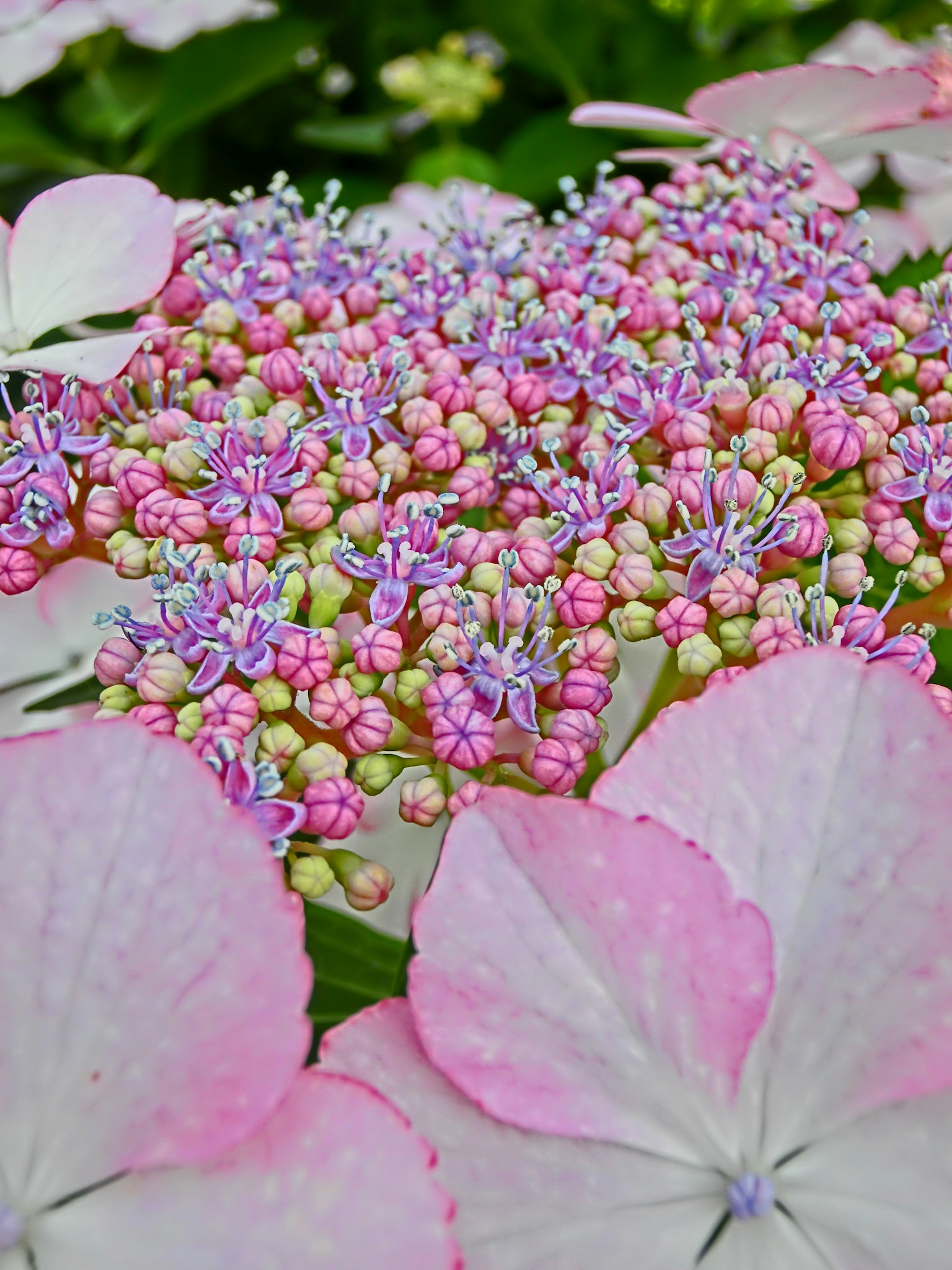 Primo piano di un bell'ortensia con petali rosa e grappoli di piccoli fiori viola