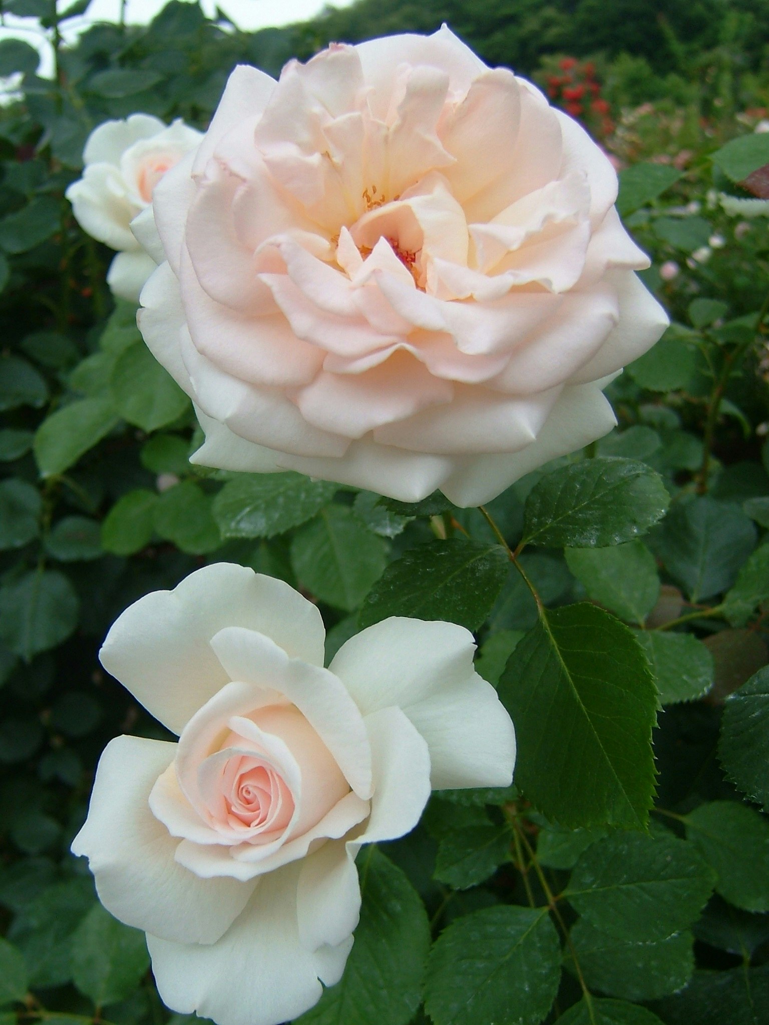 Eine Gartenszene mit blassrosa und weißen Rosenblüten