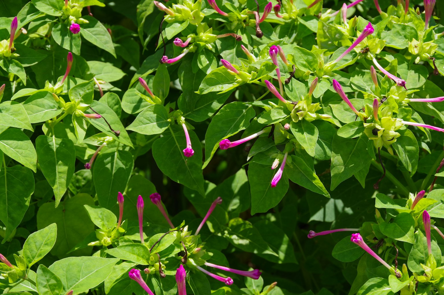 Fleurs violettes vibrantes fleurissant parmi des feuilles vertes luxuriantes