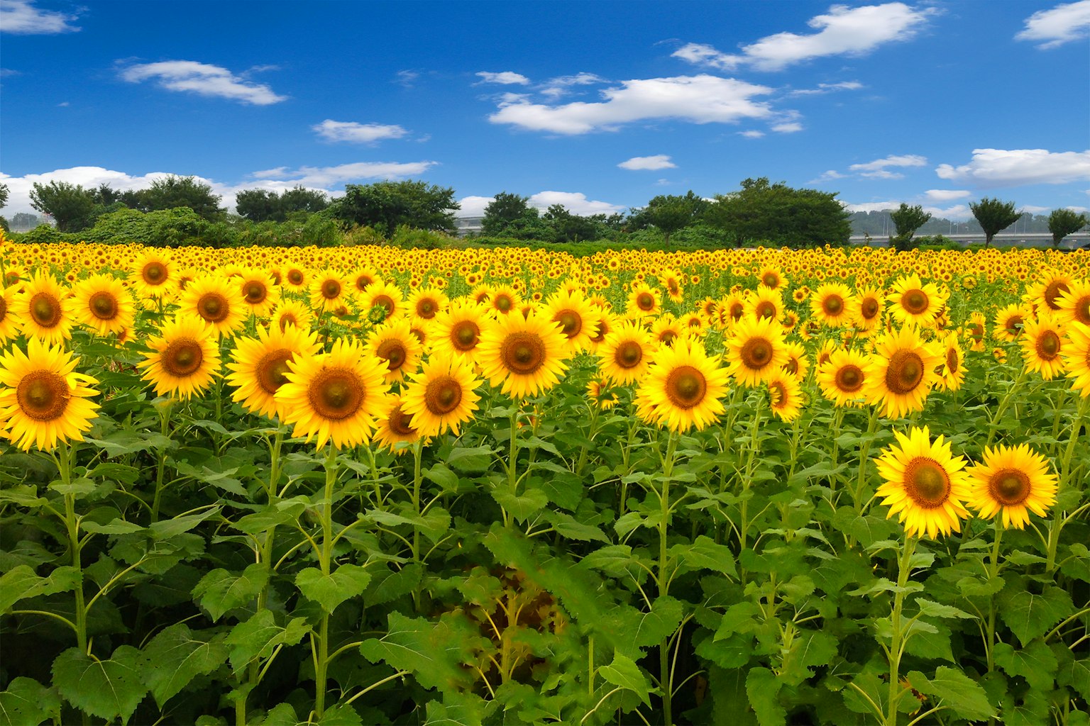 Field of sunflowers under a blue sky