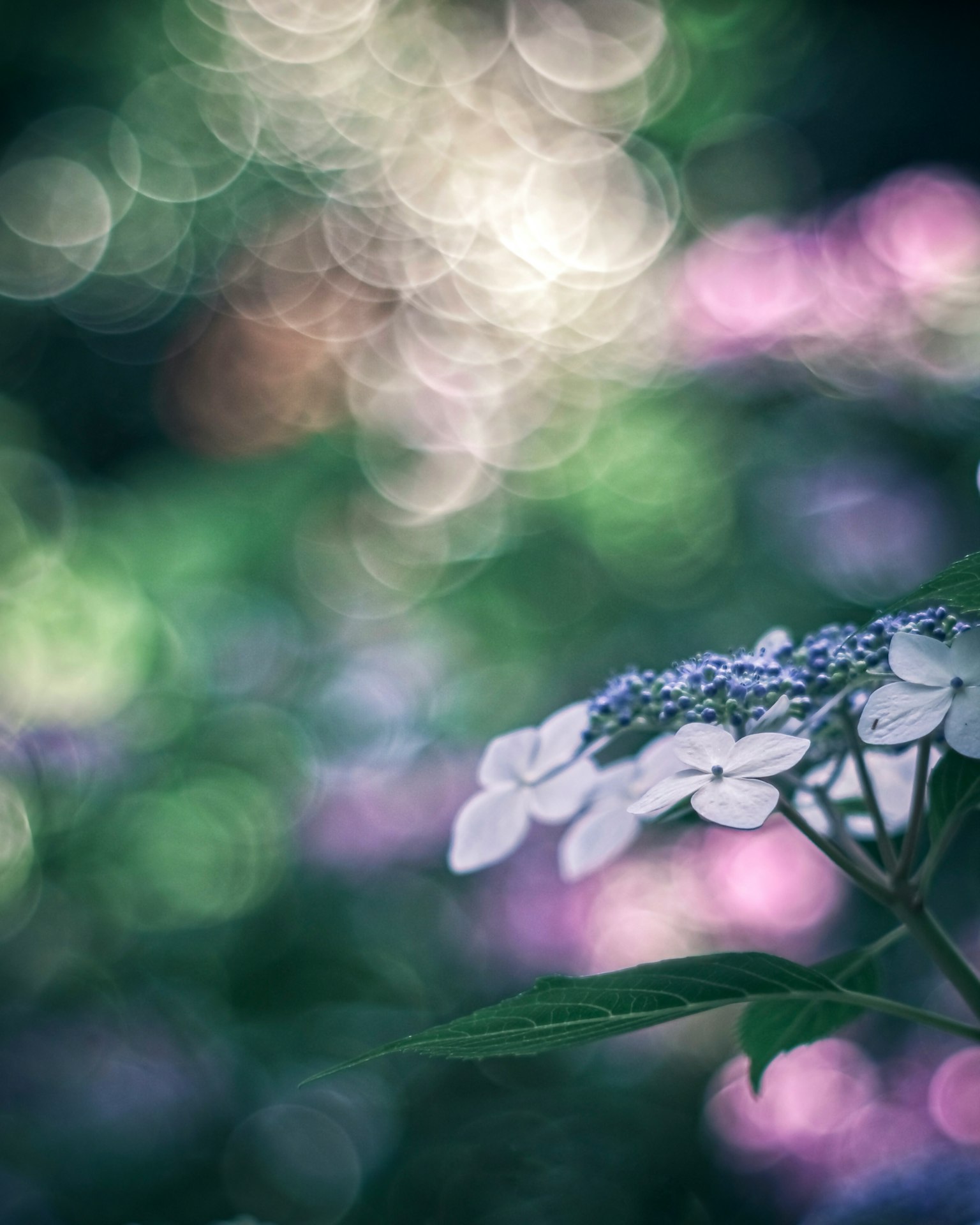 美麗的白花與柔和的虛化背景