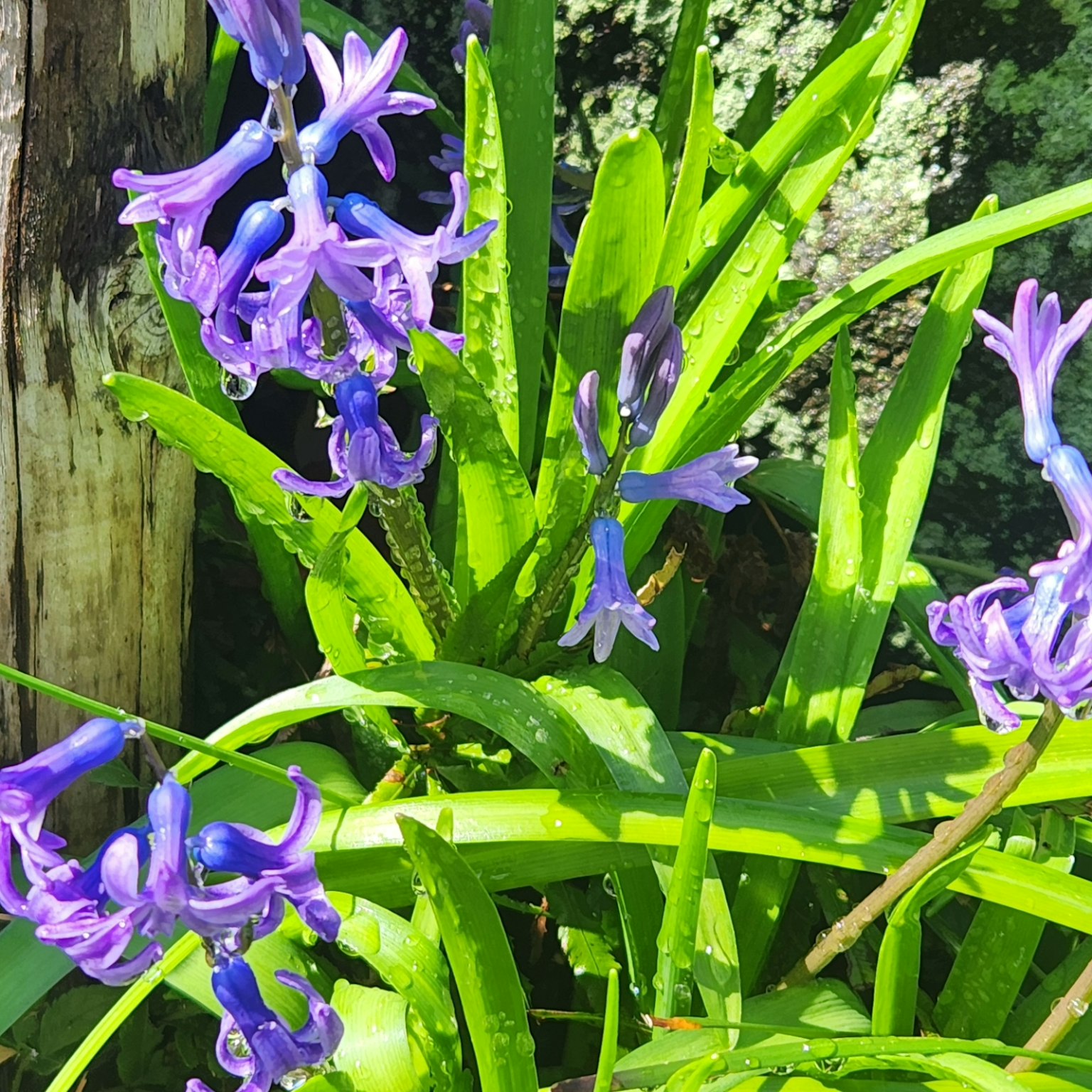 Garden scene featuring purple hyacinth flowers and green leaves