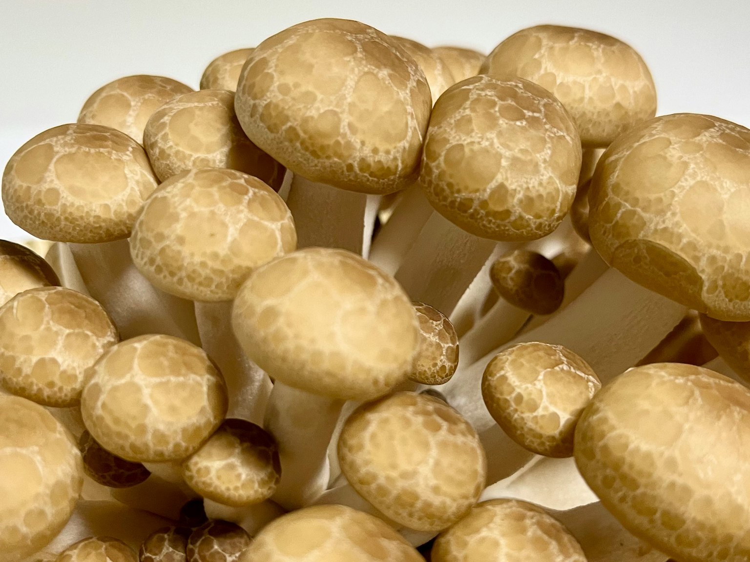 一群淡色蘑菇，具有獨特的紋理