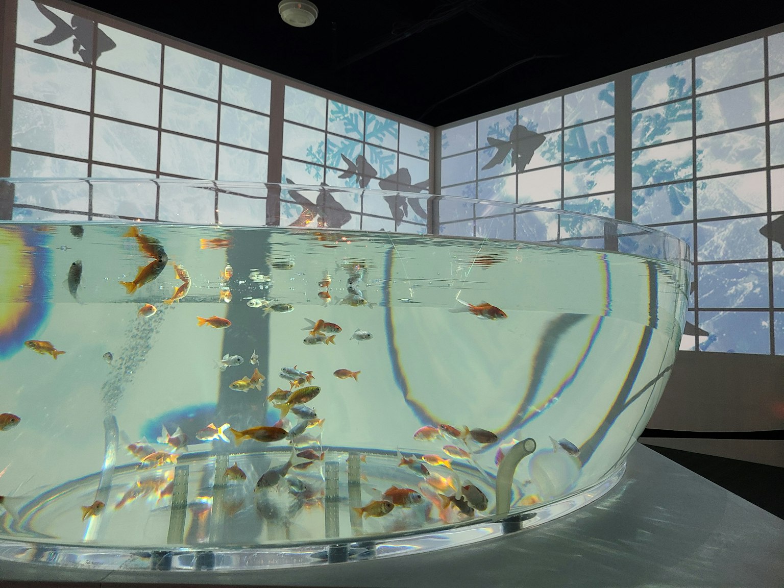 Transparentes Aquarium mit schwimmenden Goldfischen und blauen Wänden